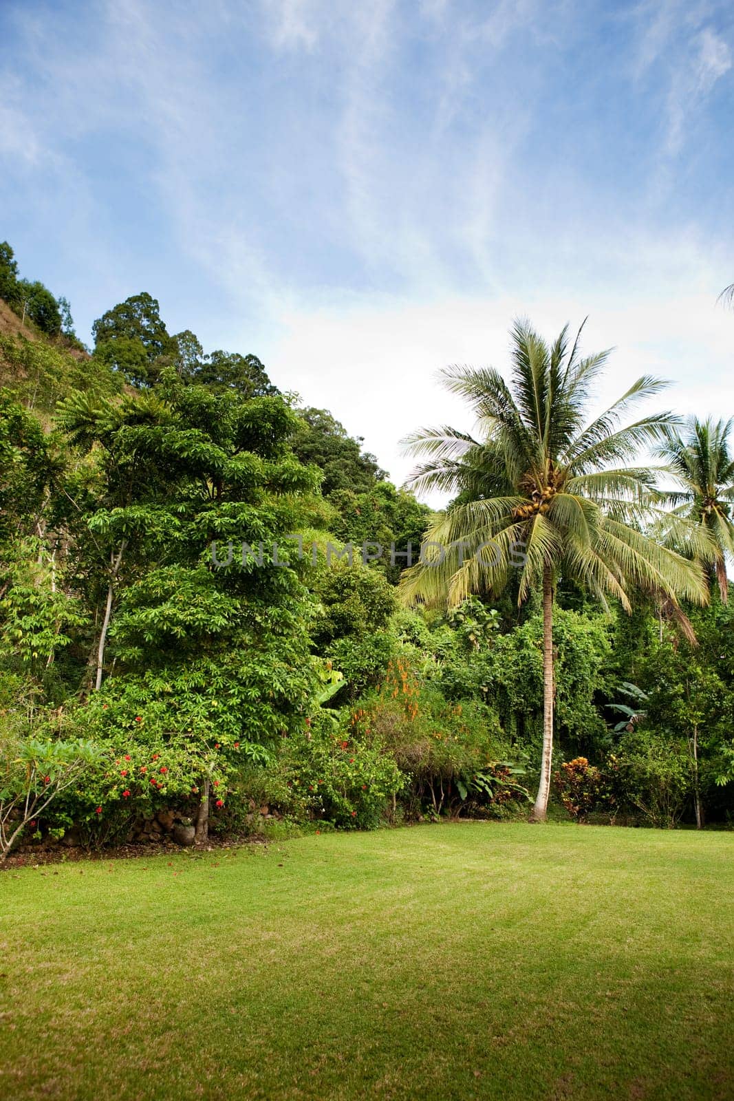 Tropical Back yard