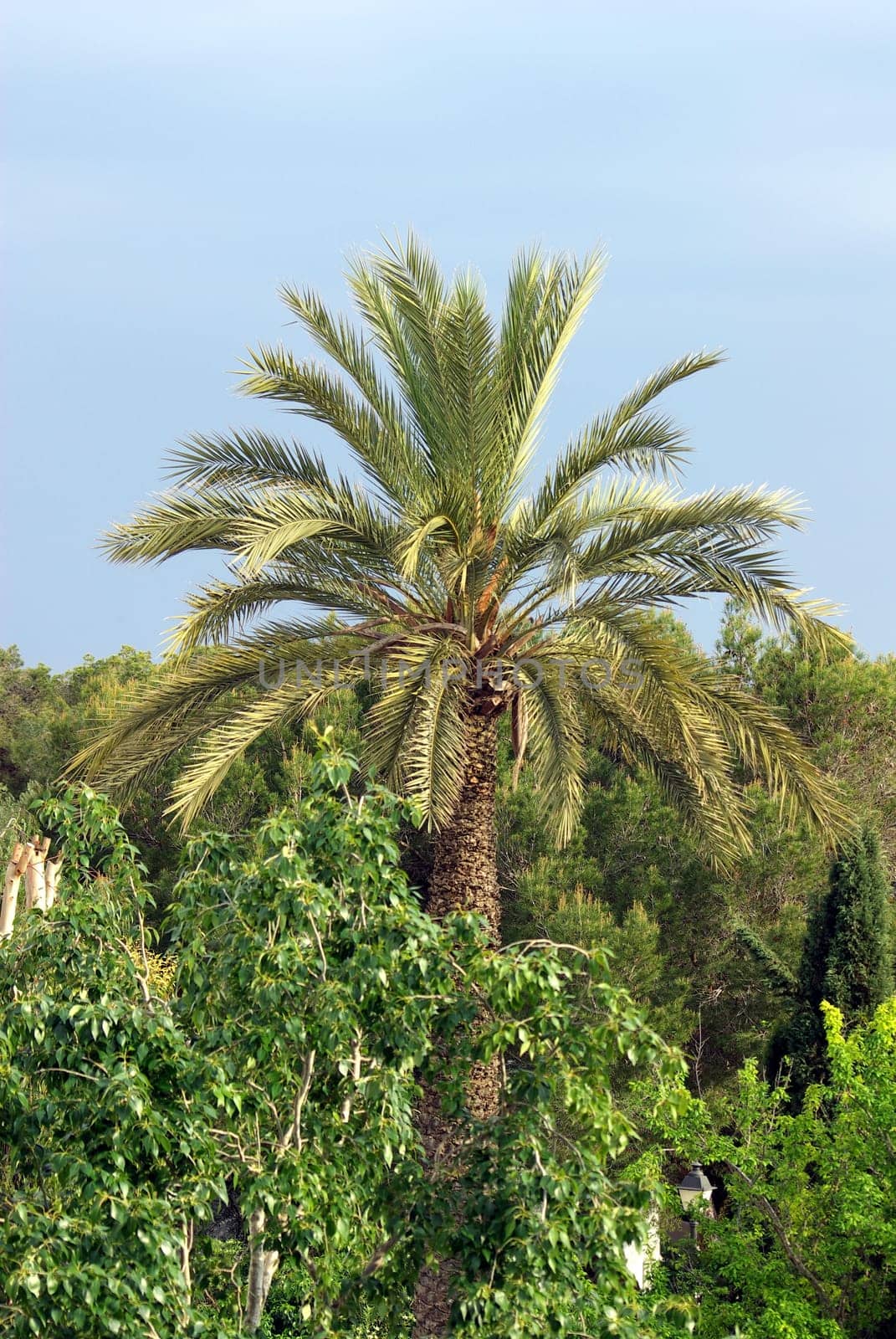 Palm tree