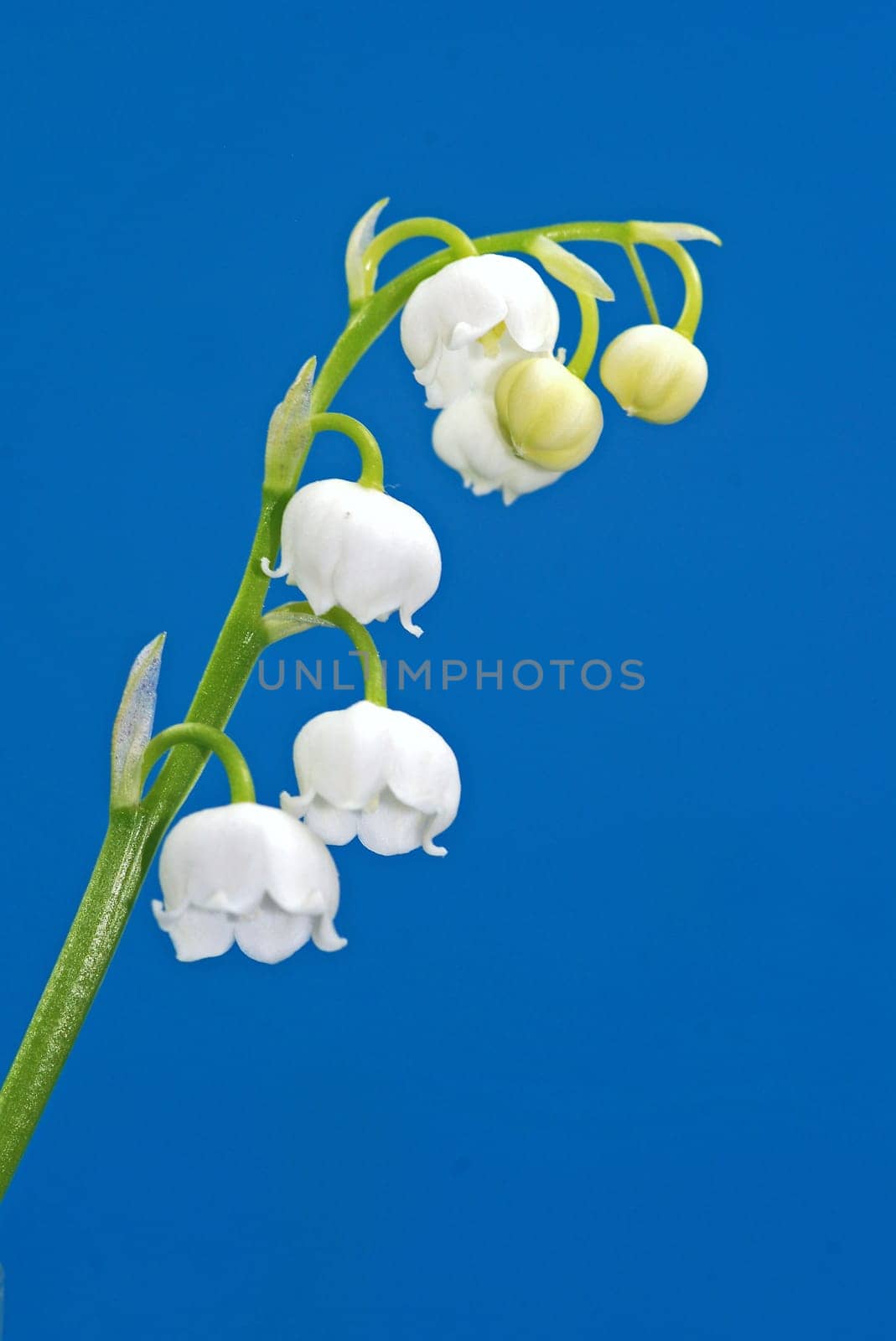 Lily of the Valley Convallaria majalis