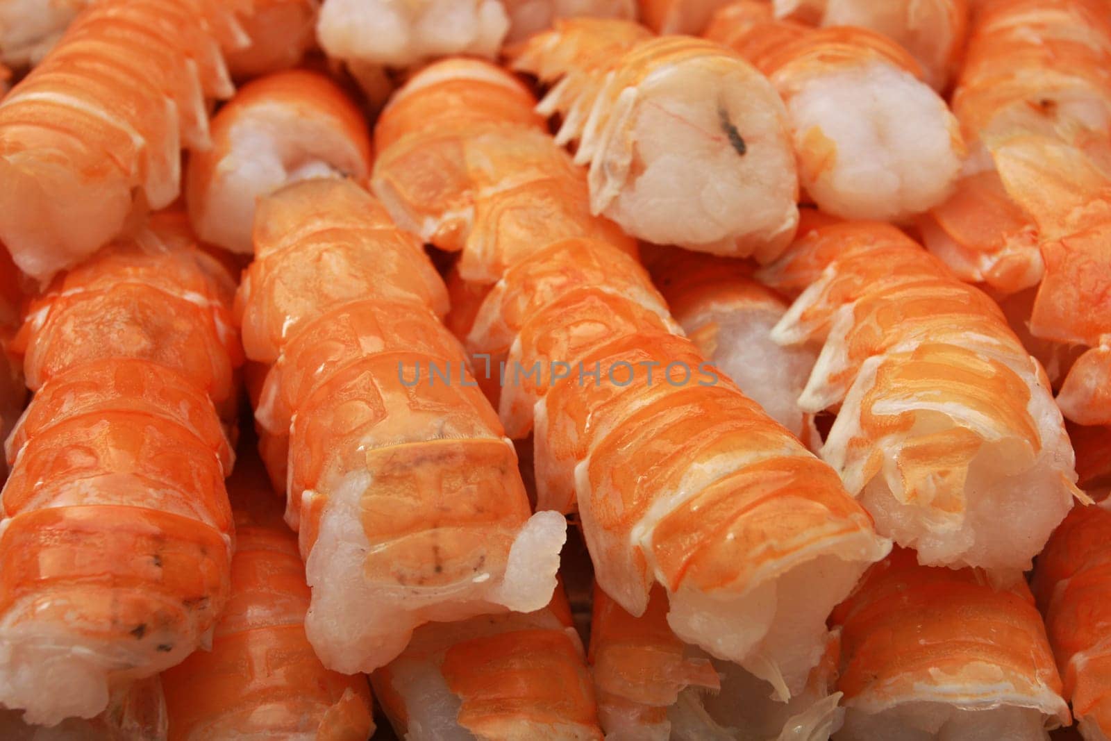 crustacean background