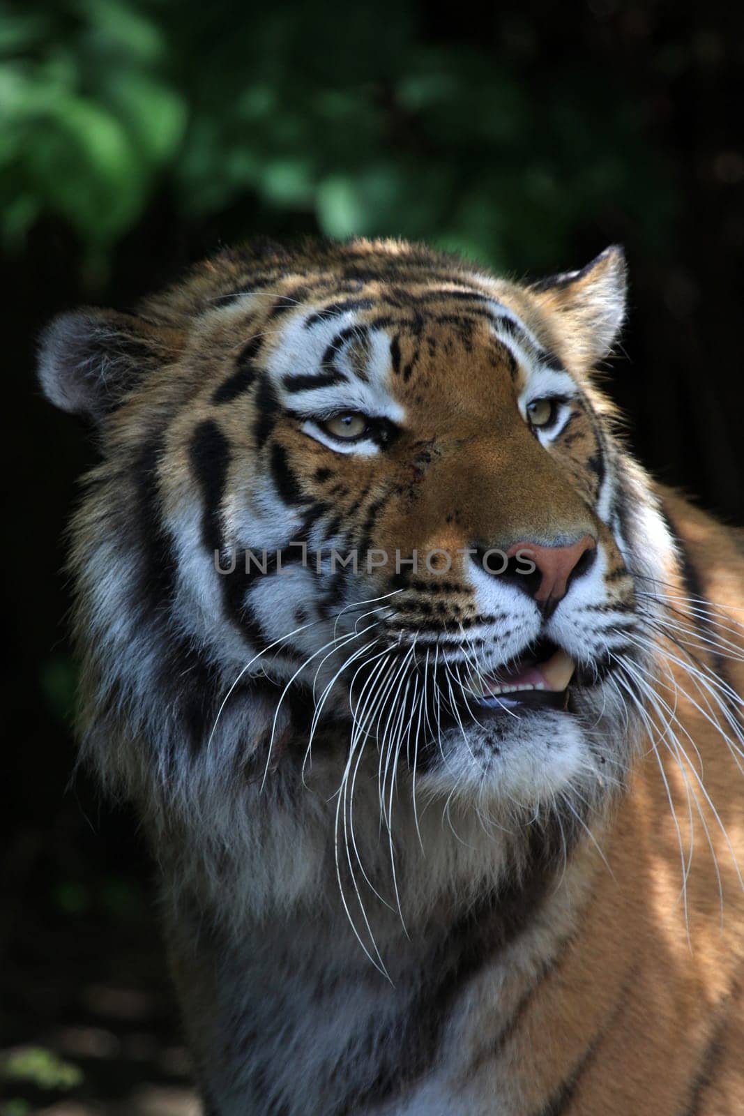 TigerPortrait