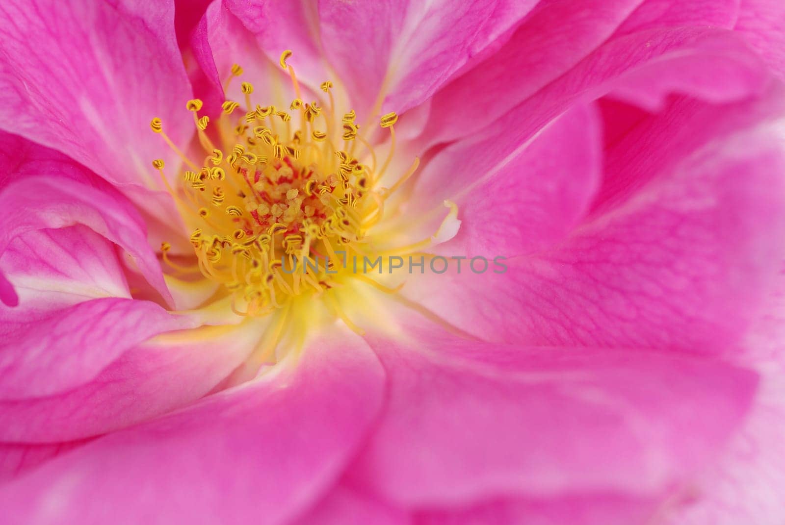 Rose Macro