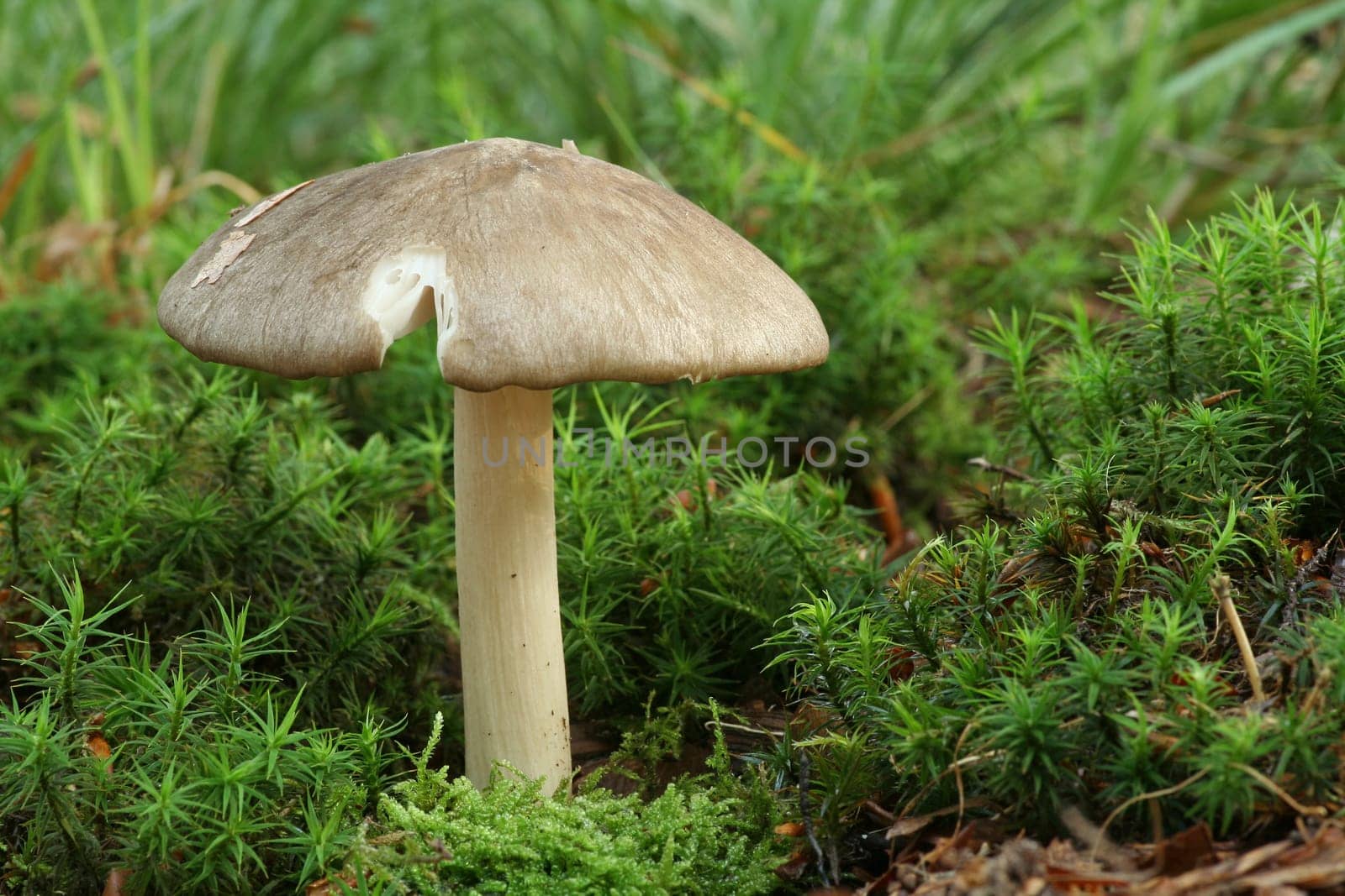 Broad-leaved velvet cloudling