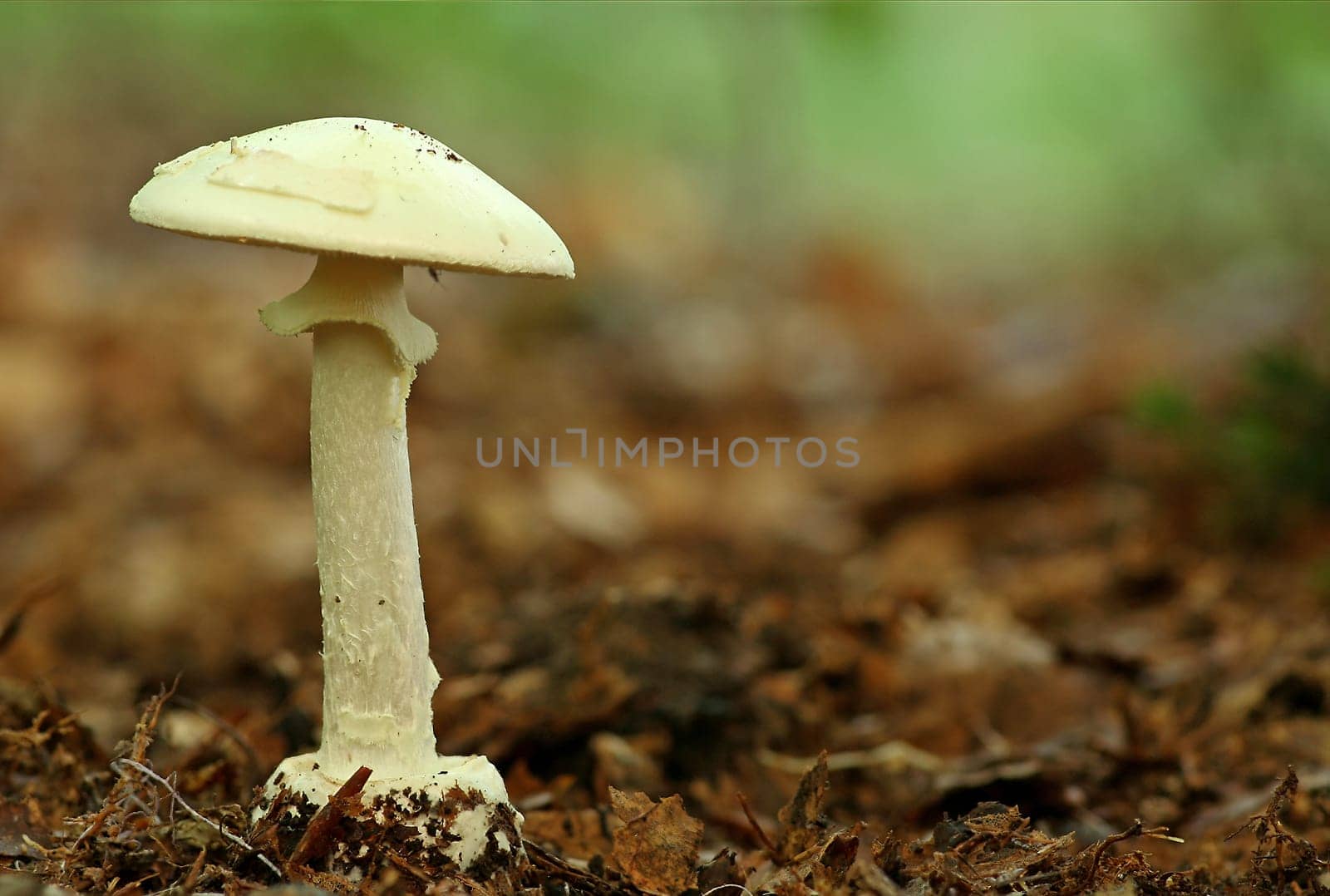 Yellow tuberous leaf mushroom