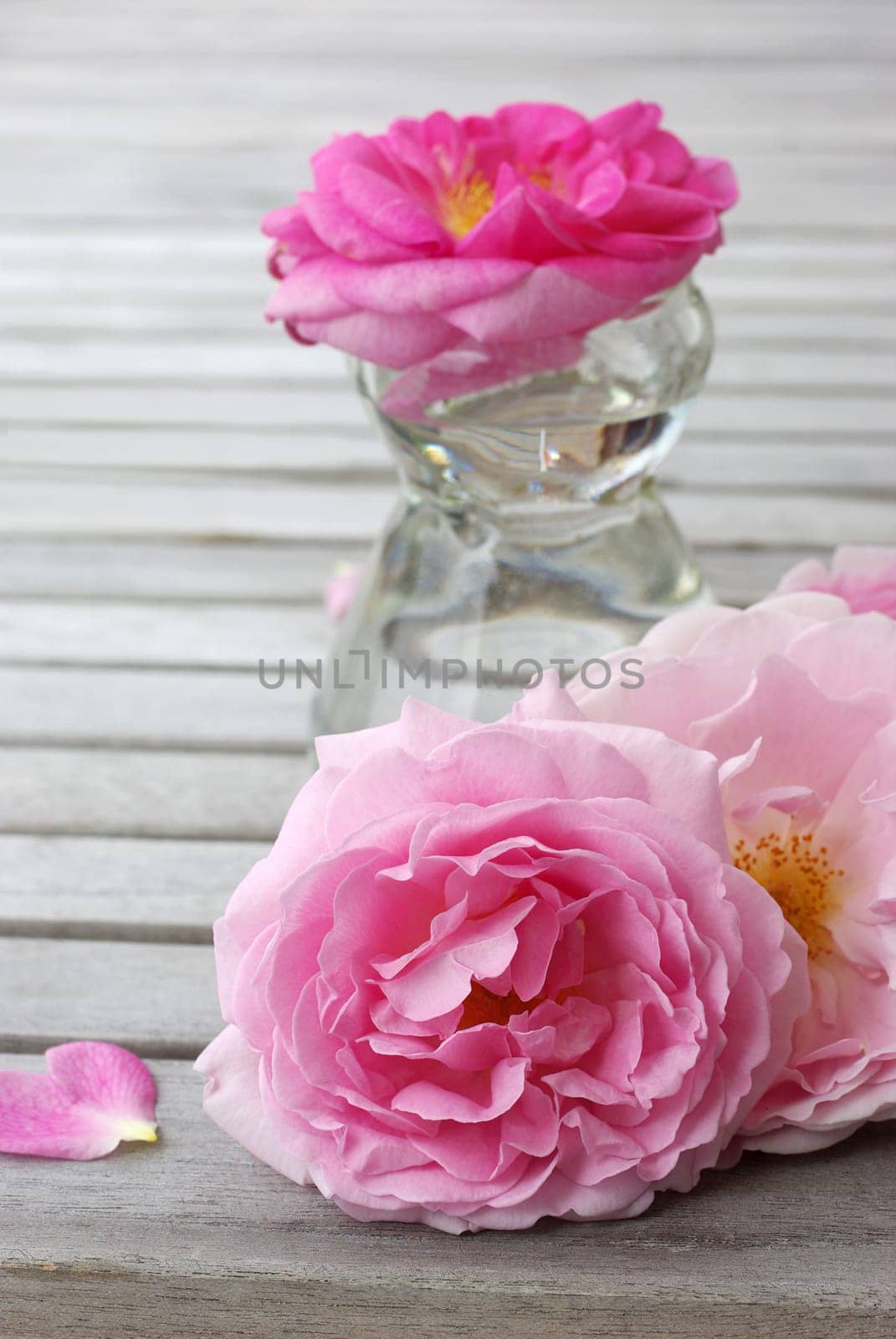 Garden roses
