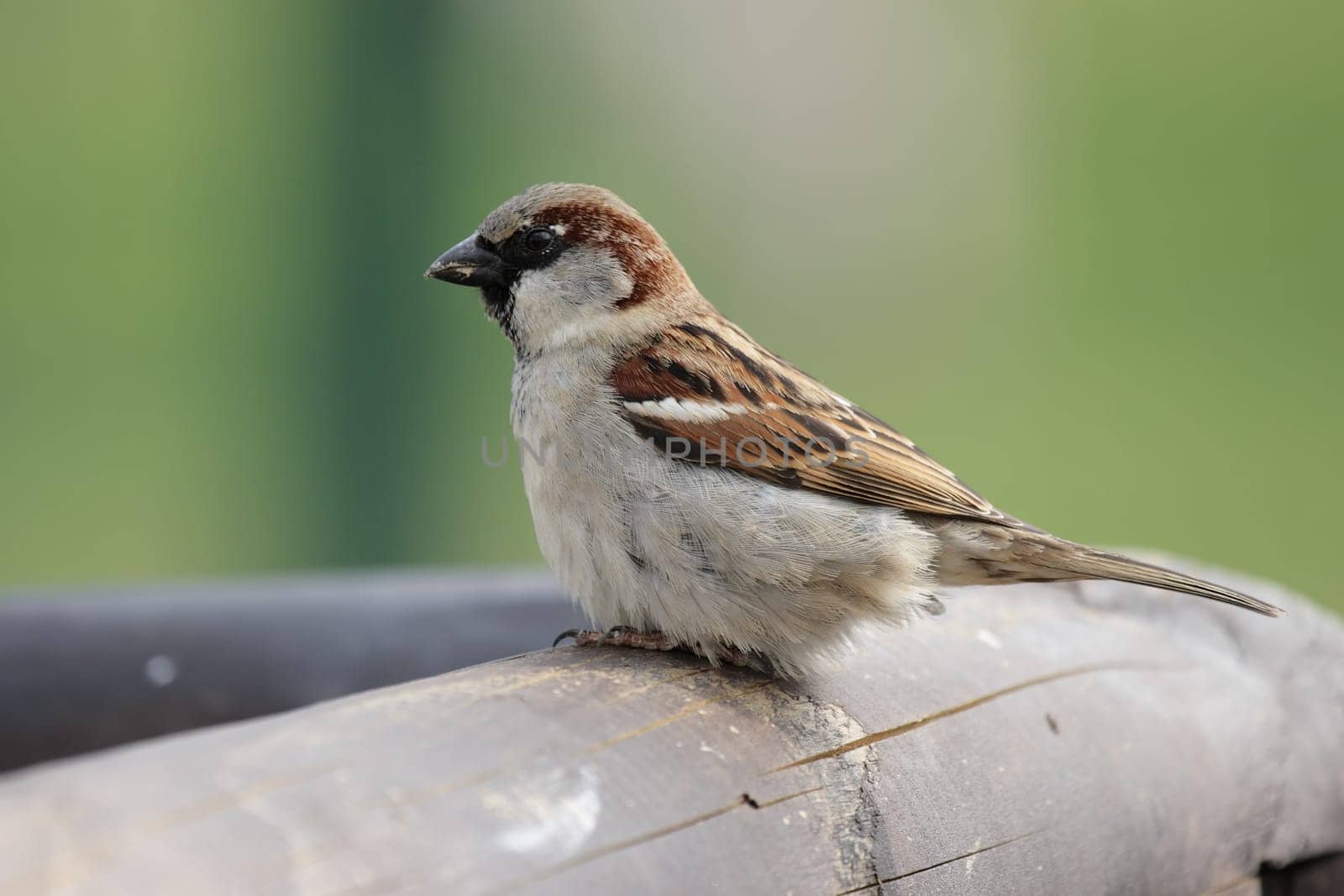 Male house sparrow (Passer domesticus) sitting on a wooden fence