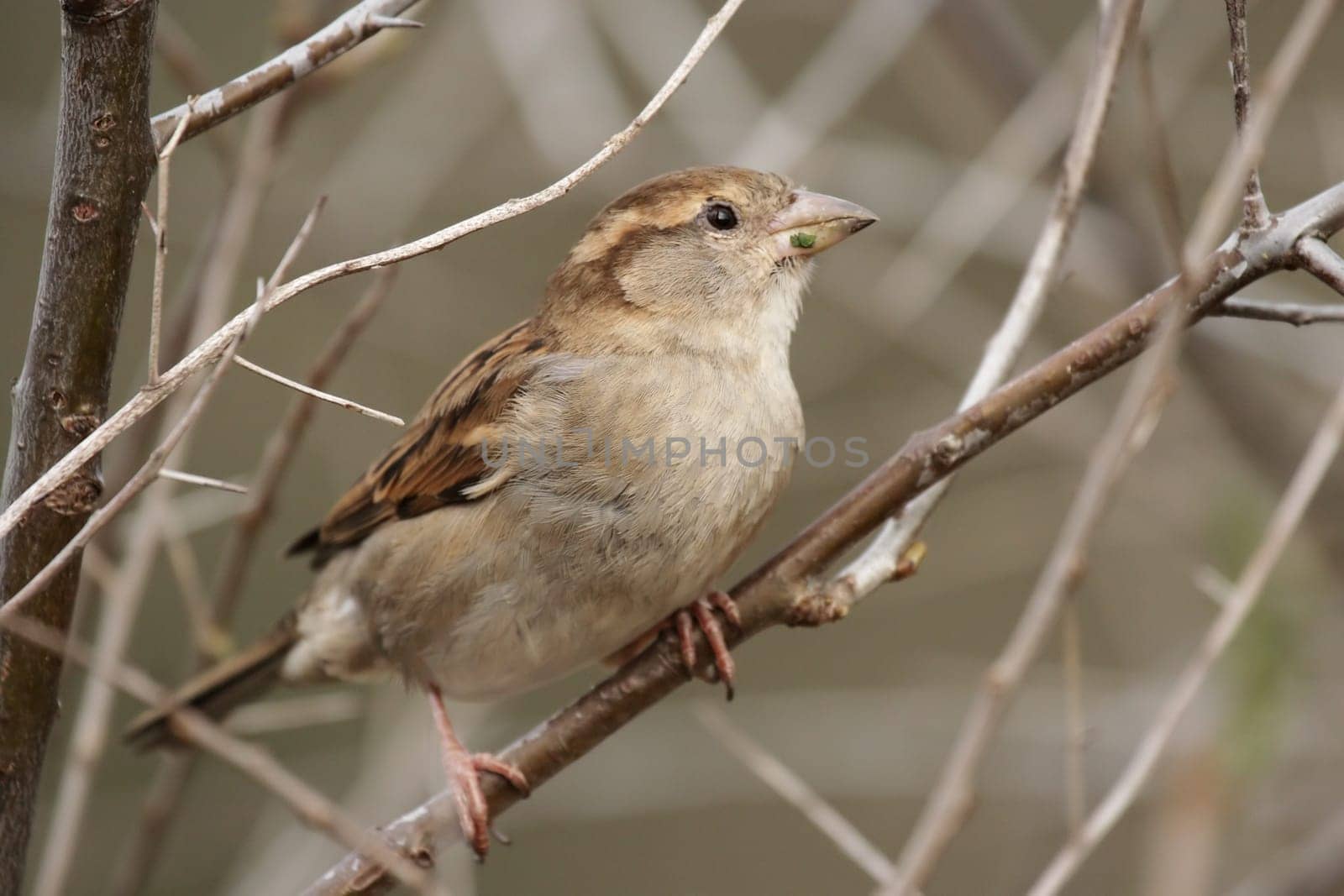 Female house sparrow (Passer domesticus) sitting in bushes