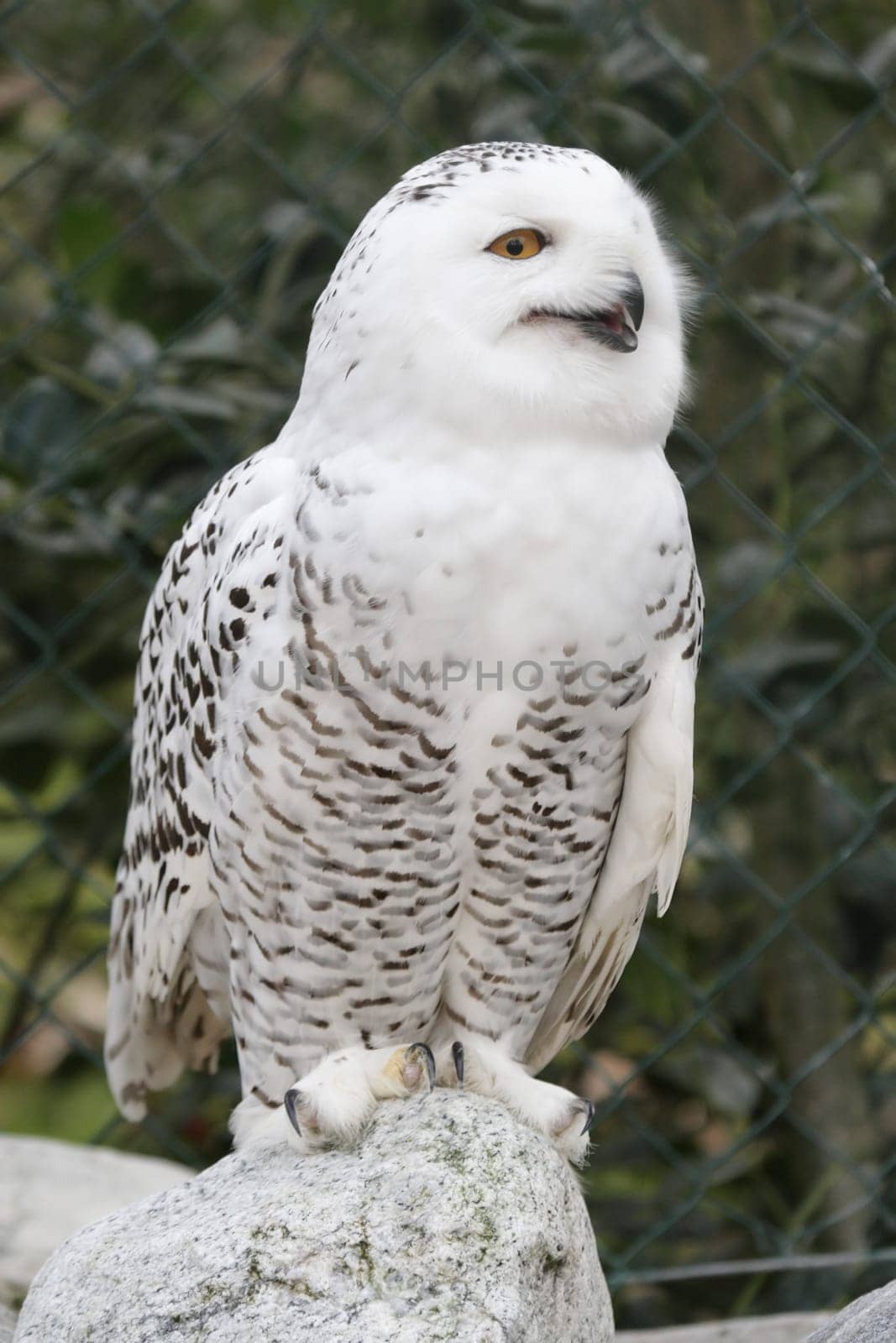 Snowy owl (Bubo scandiacus) in its enclosure at the zoo
