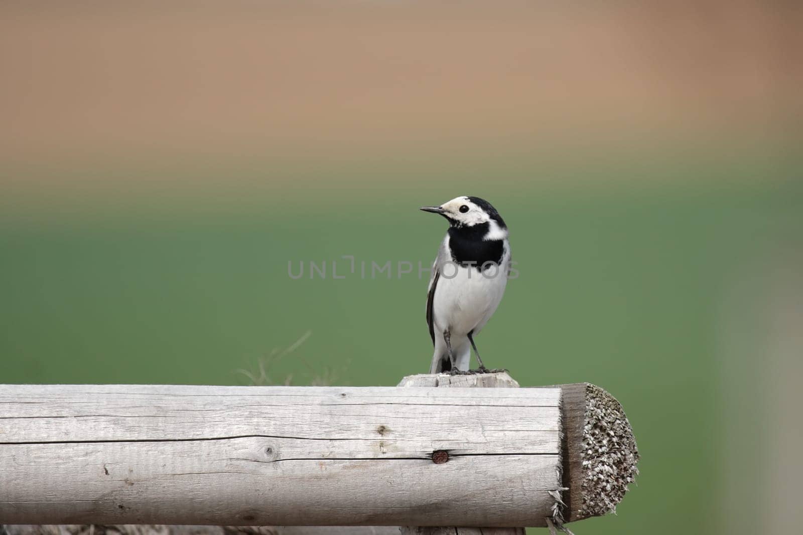 Wagtail (Motacilla alba) sitting on a wooden fence