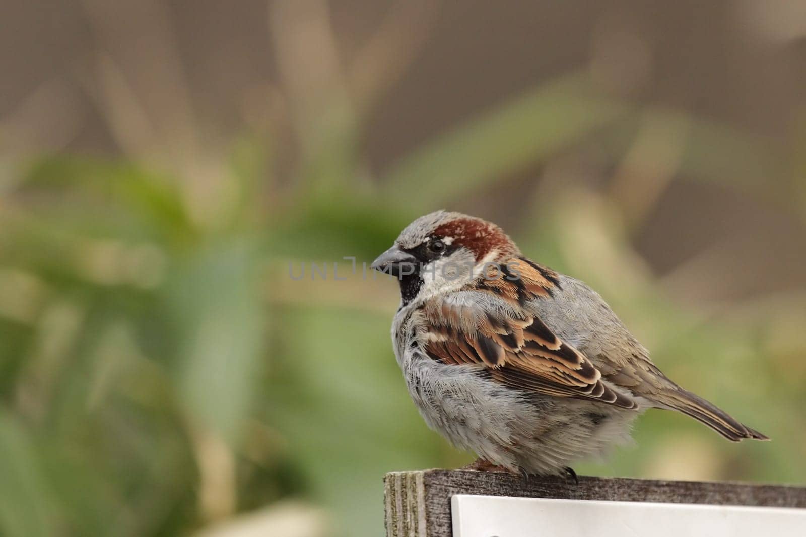 Male house sparrow (Passer domesticus)