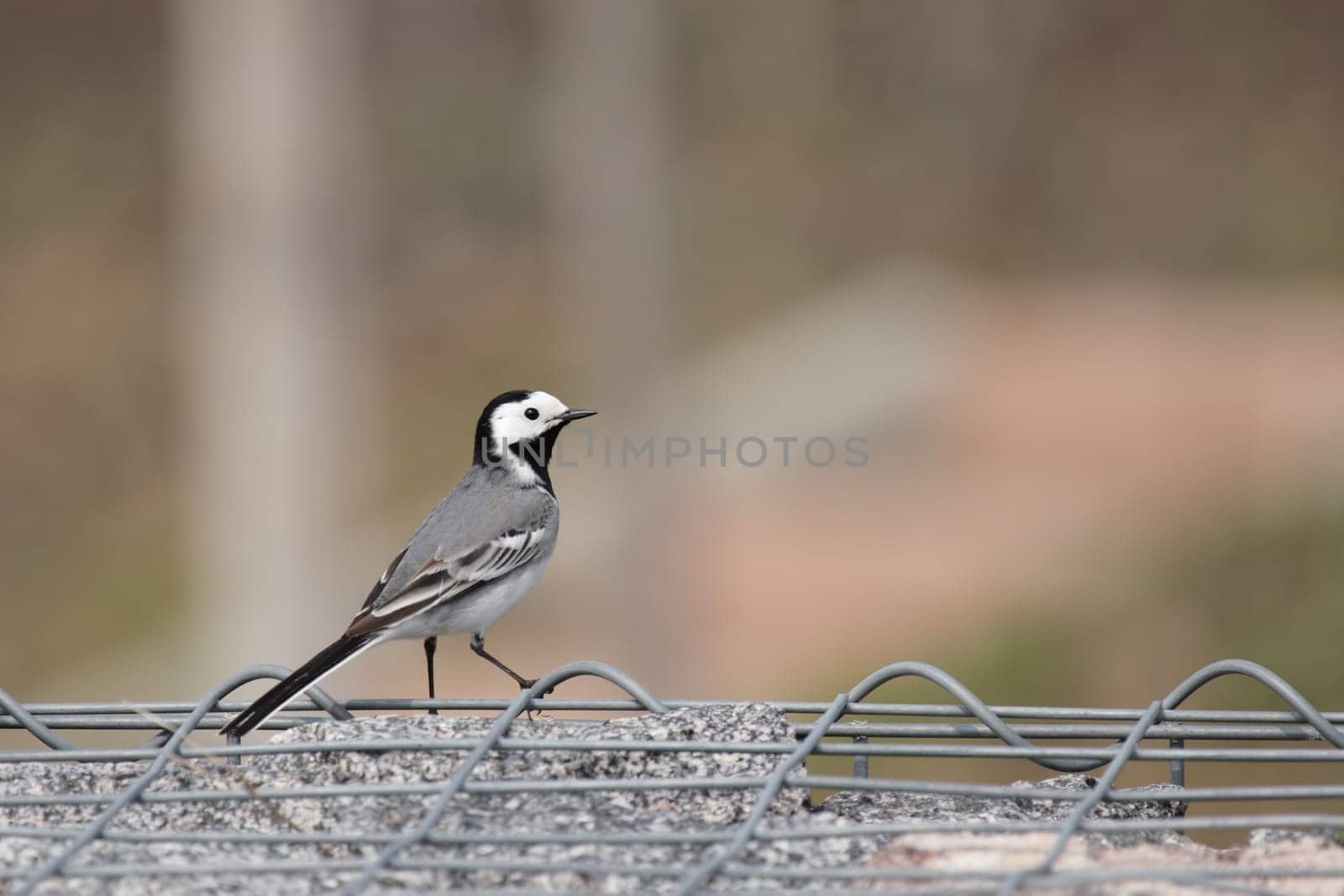 Wagtail (Motacilla alba) sitting on a wire fence