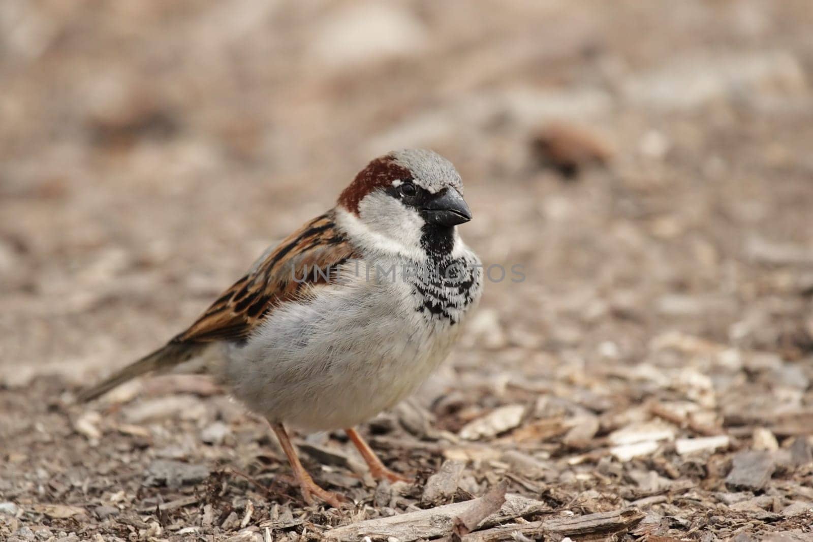 Male house sparrow (Passer domesticus) sitting on the ground