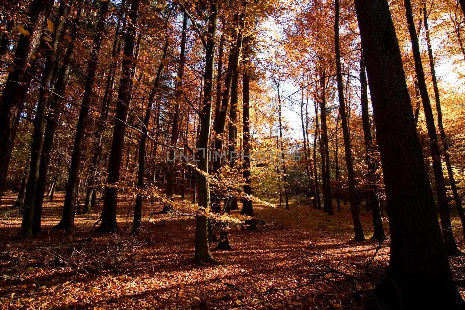 Dark Autumn Forest