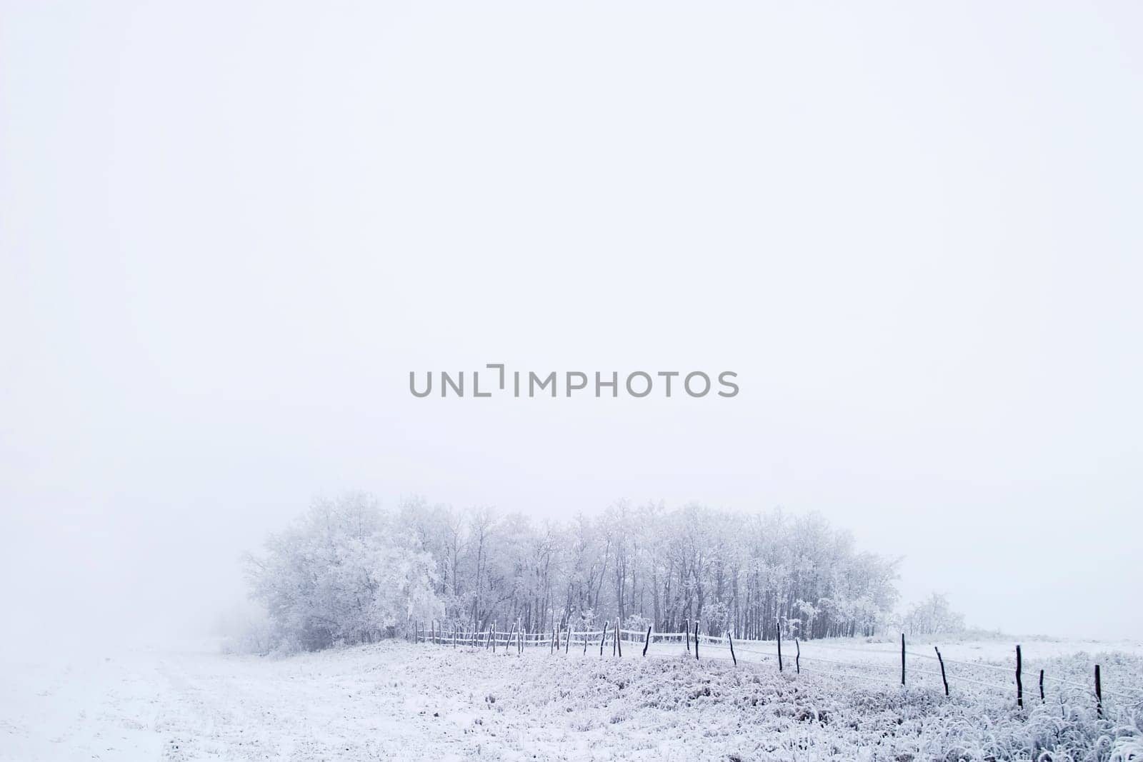Prairie Fog