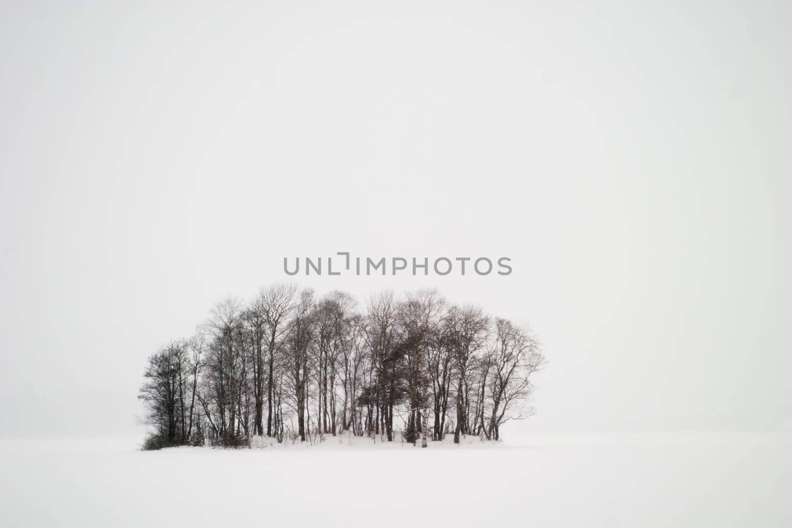 Frozen Lake with Trees