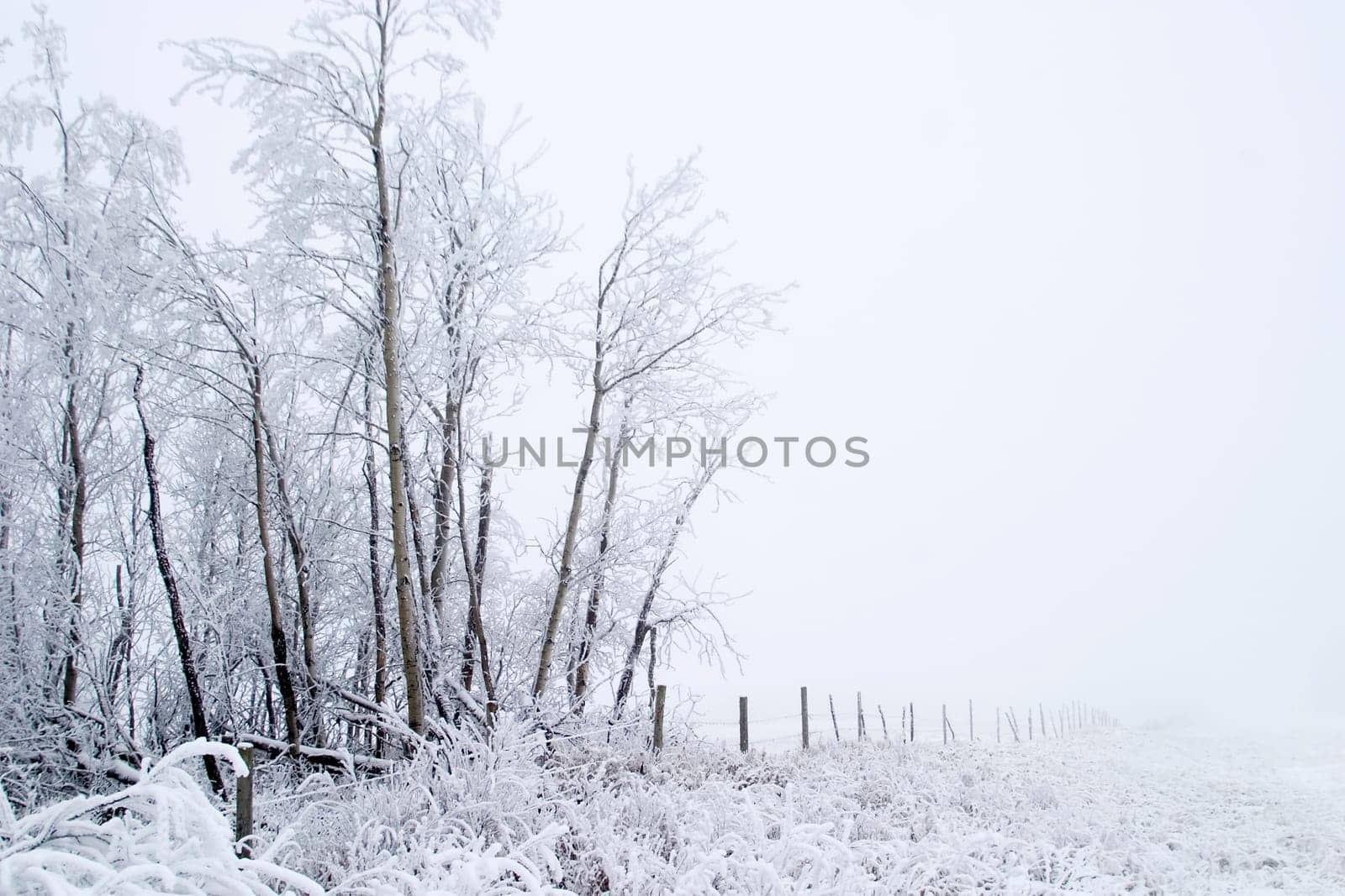 Prairie Fog