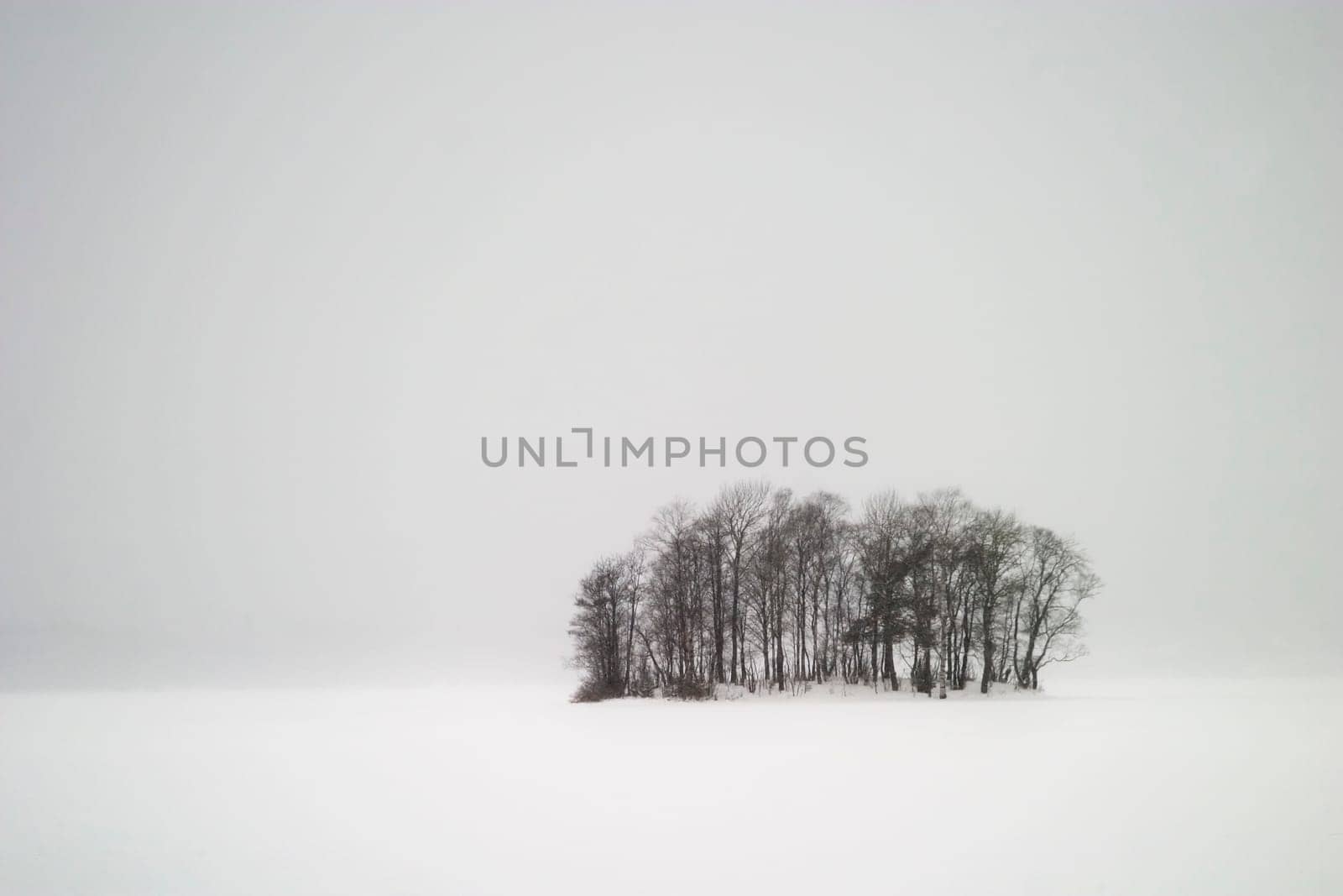 Frozen Lake with Trees