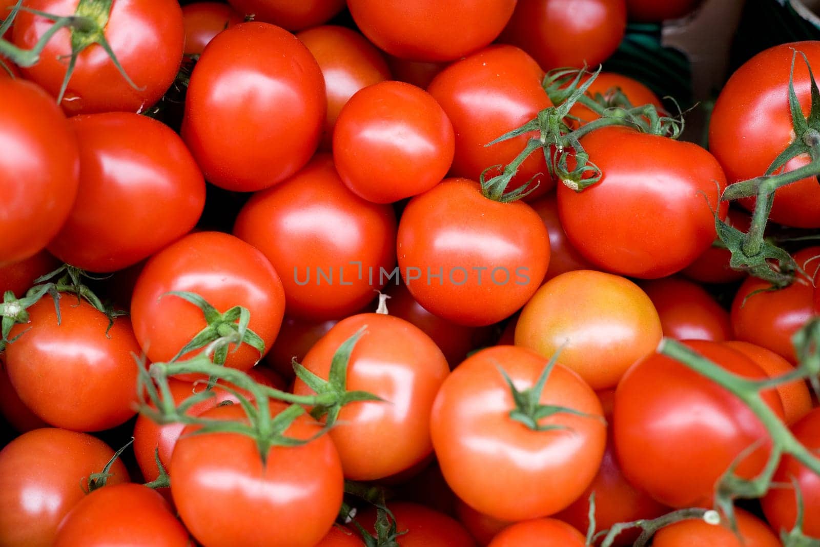 Fresh Tomatoes