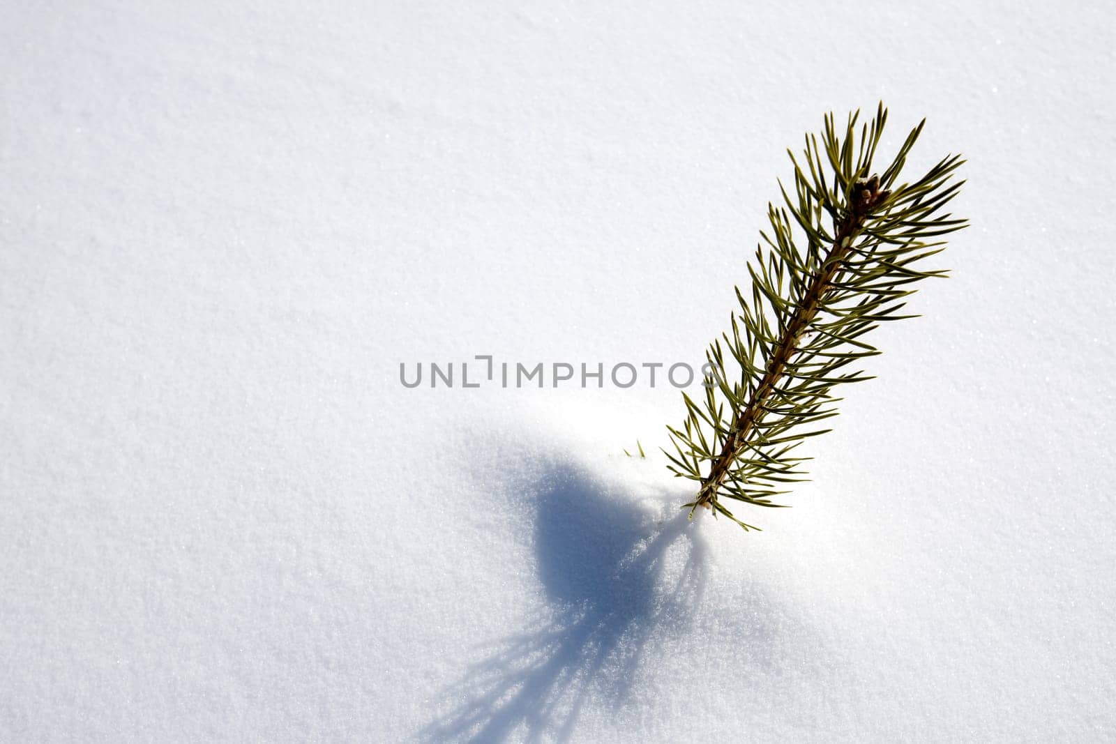 Survival Spruce Tree