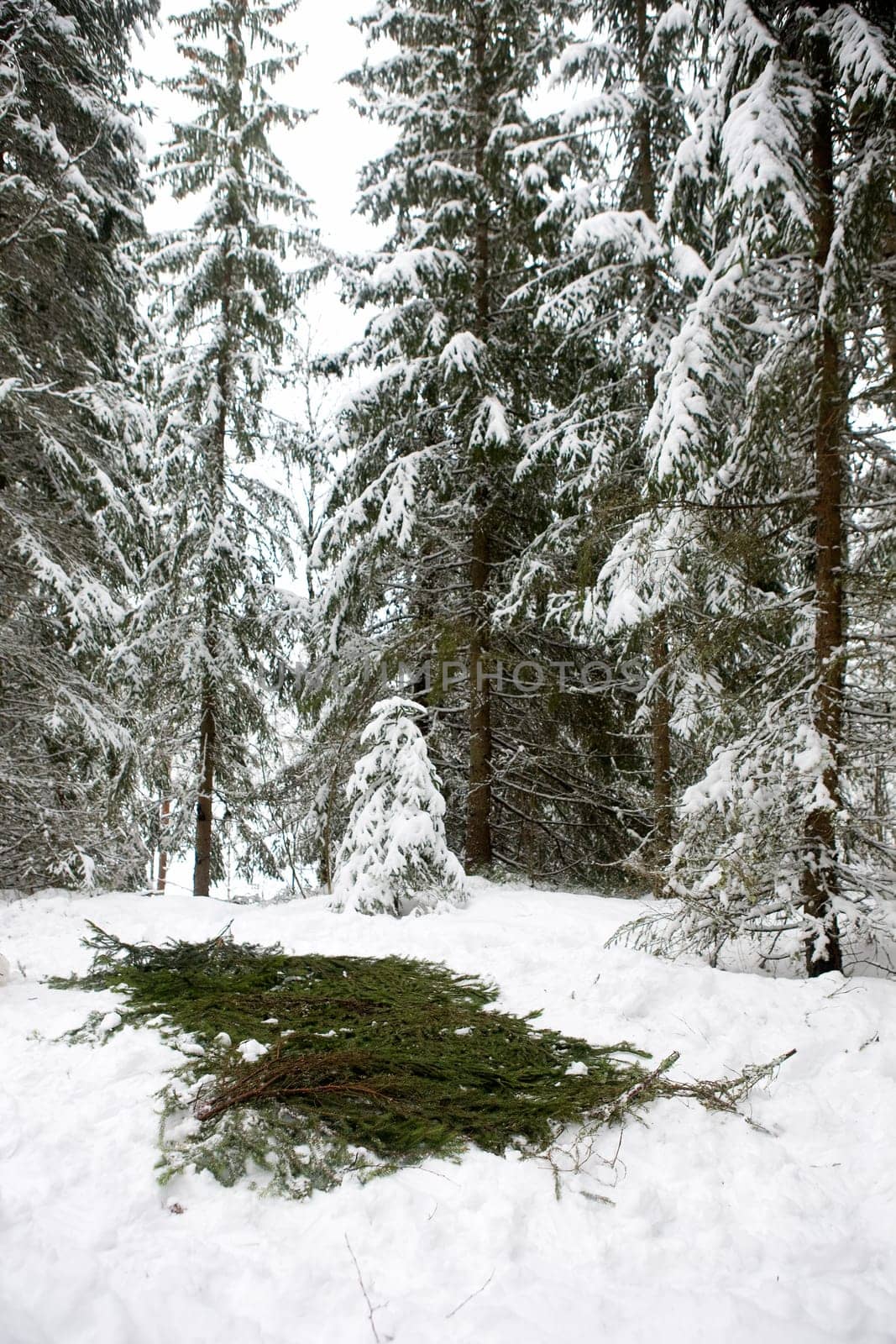 Spruce Branch Tent Base