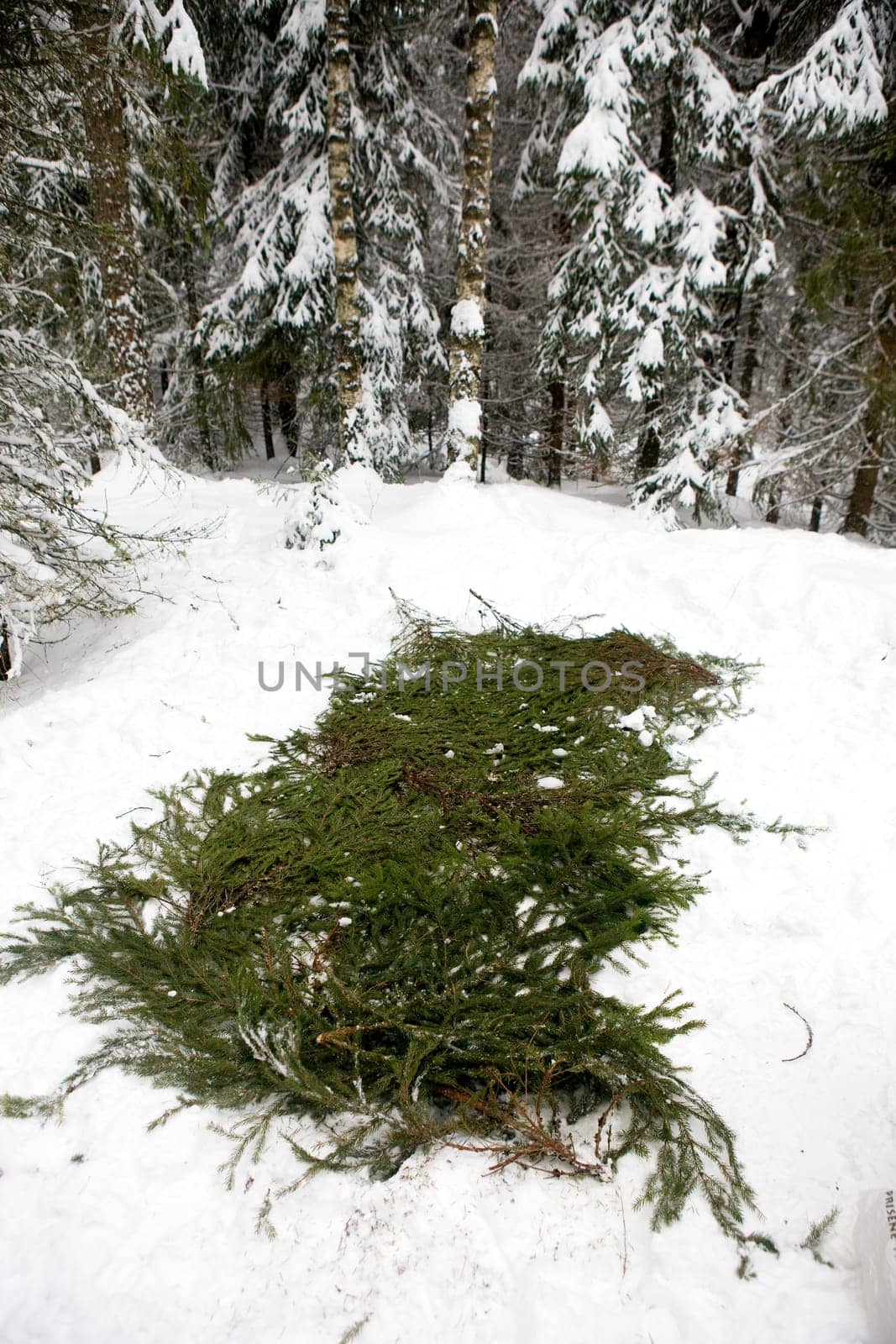 Spruce Branch Tent Base