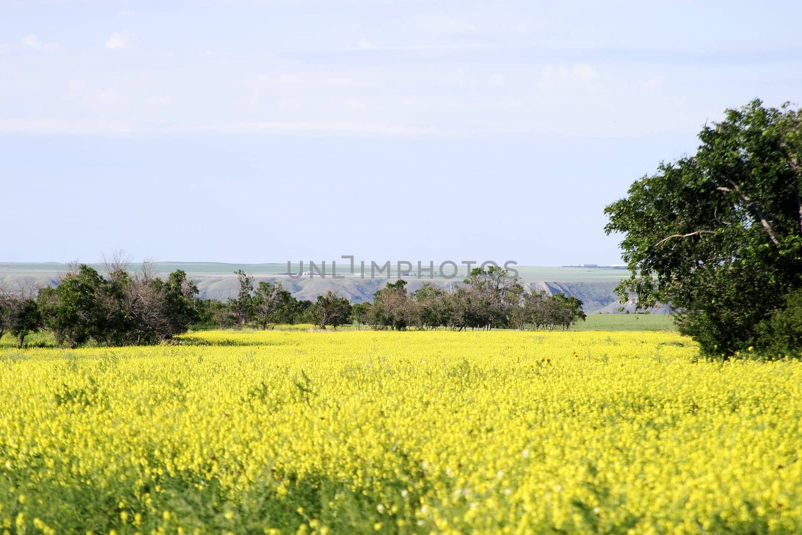 Prairie Landscape