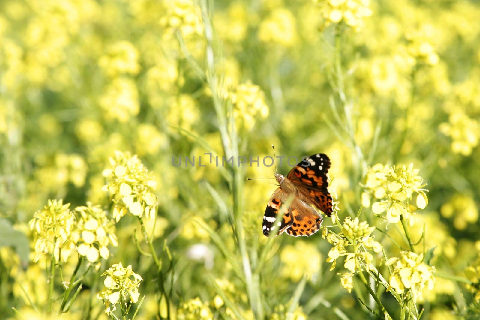 Painted Lady Butterfly