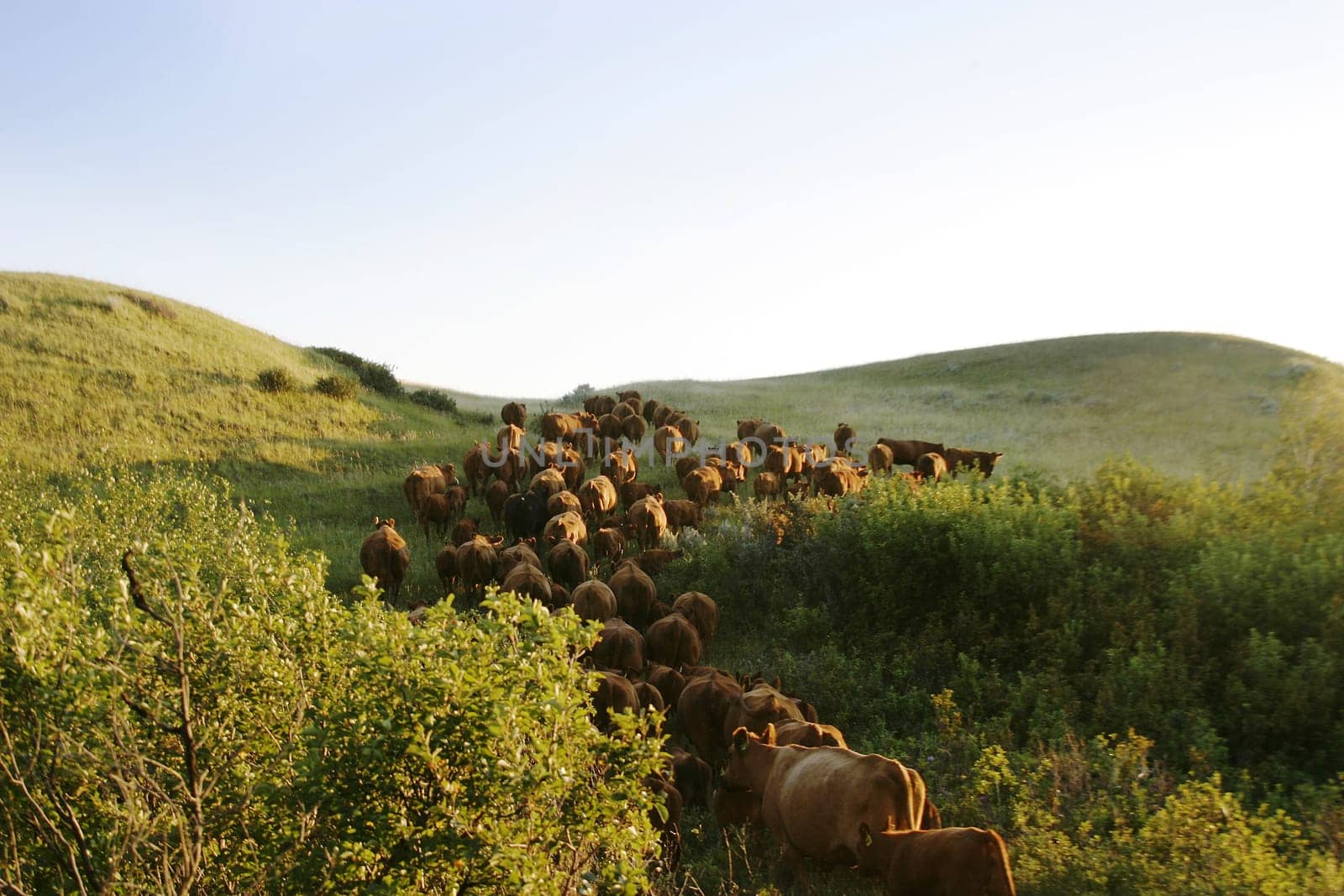Cattle Round Up