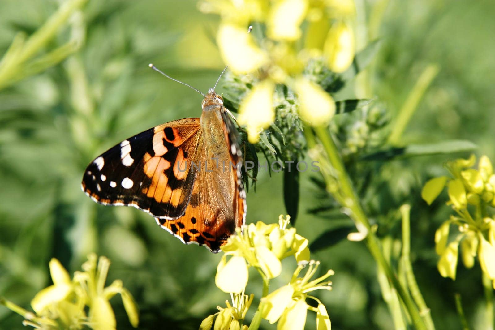 Painted Lady Butterfly