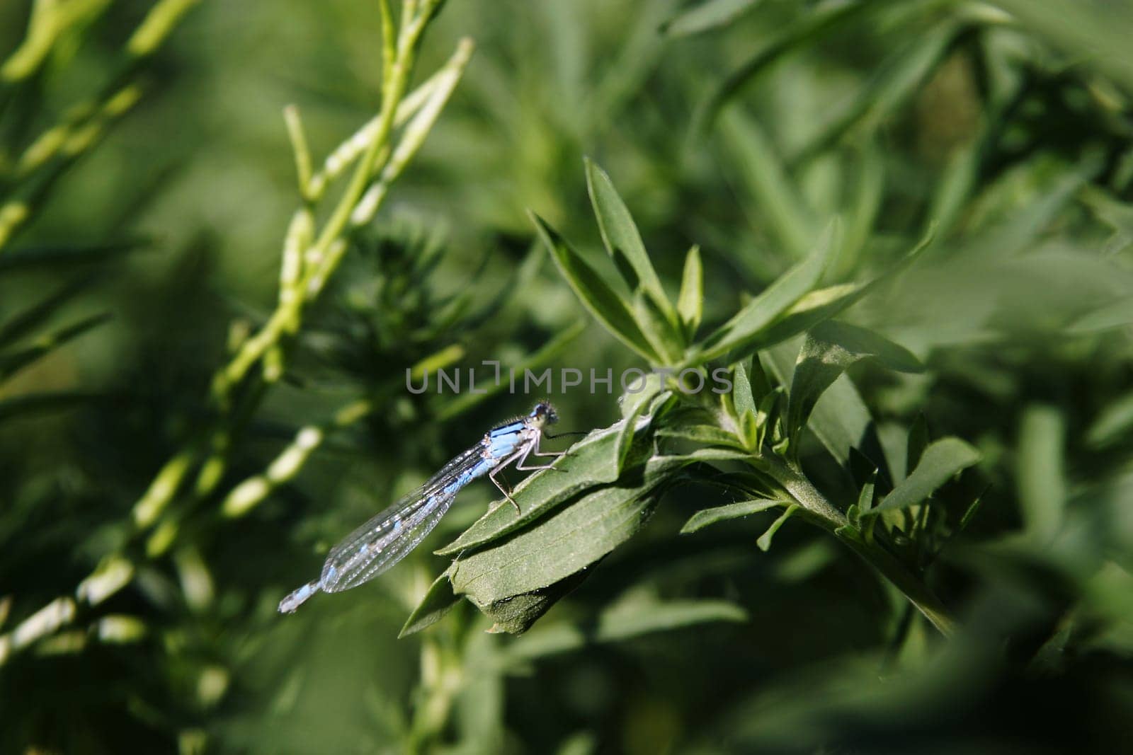 Dragon Fly