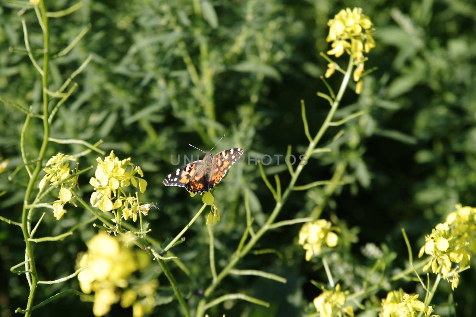 Painted Lady Butterfly
