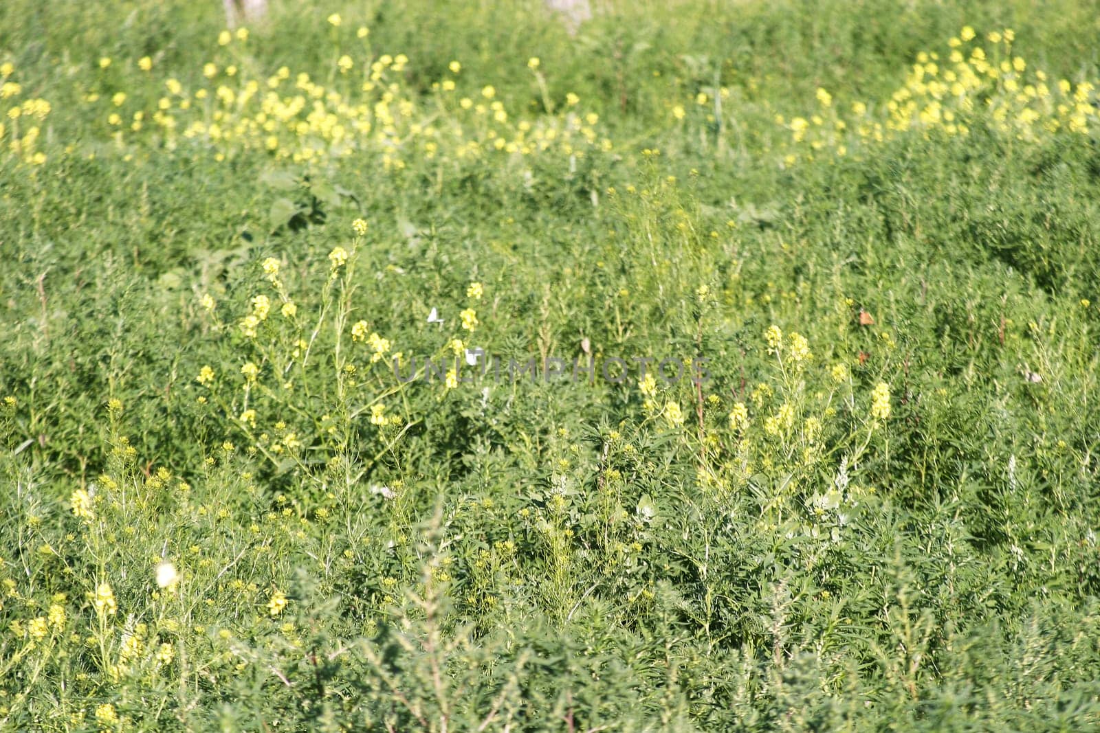Wild Mustard - Butterflies