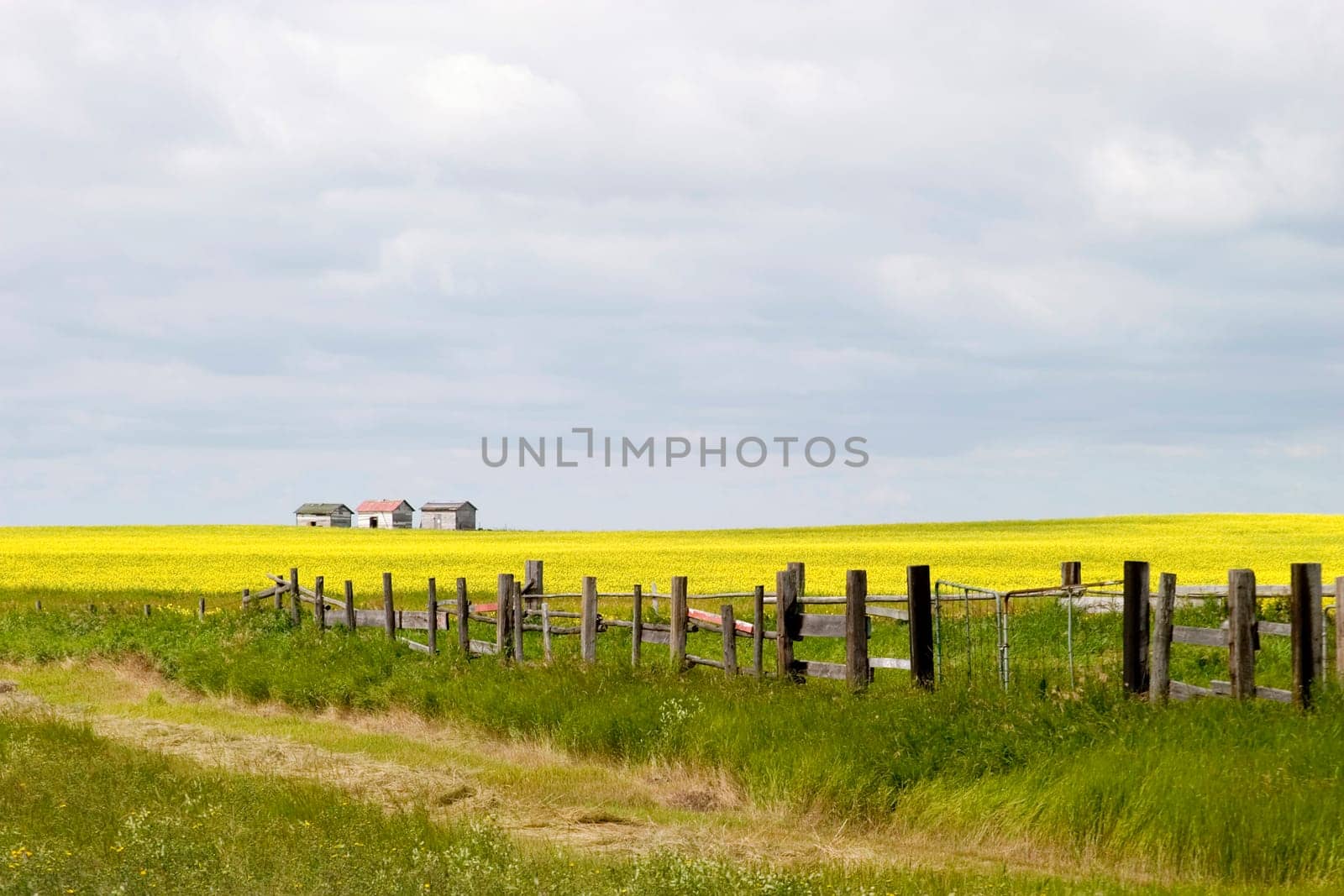 Prairie Landscape - Fence Line