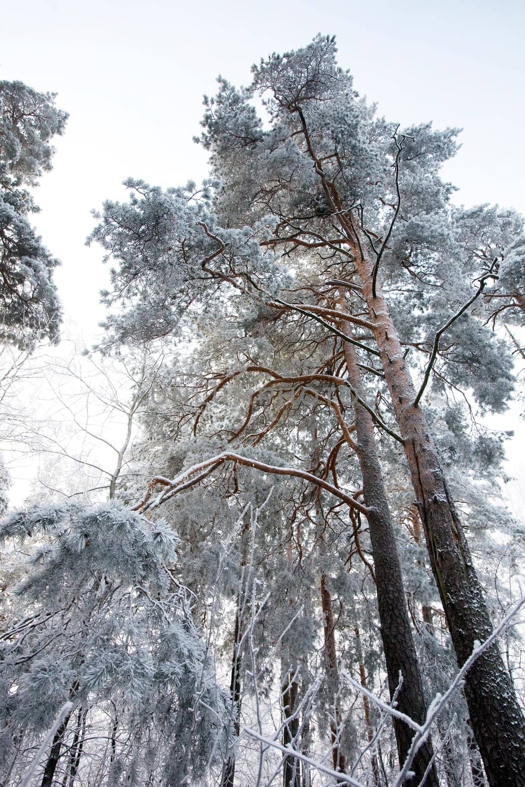 Winter Forest