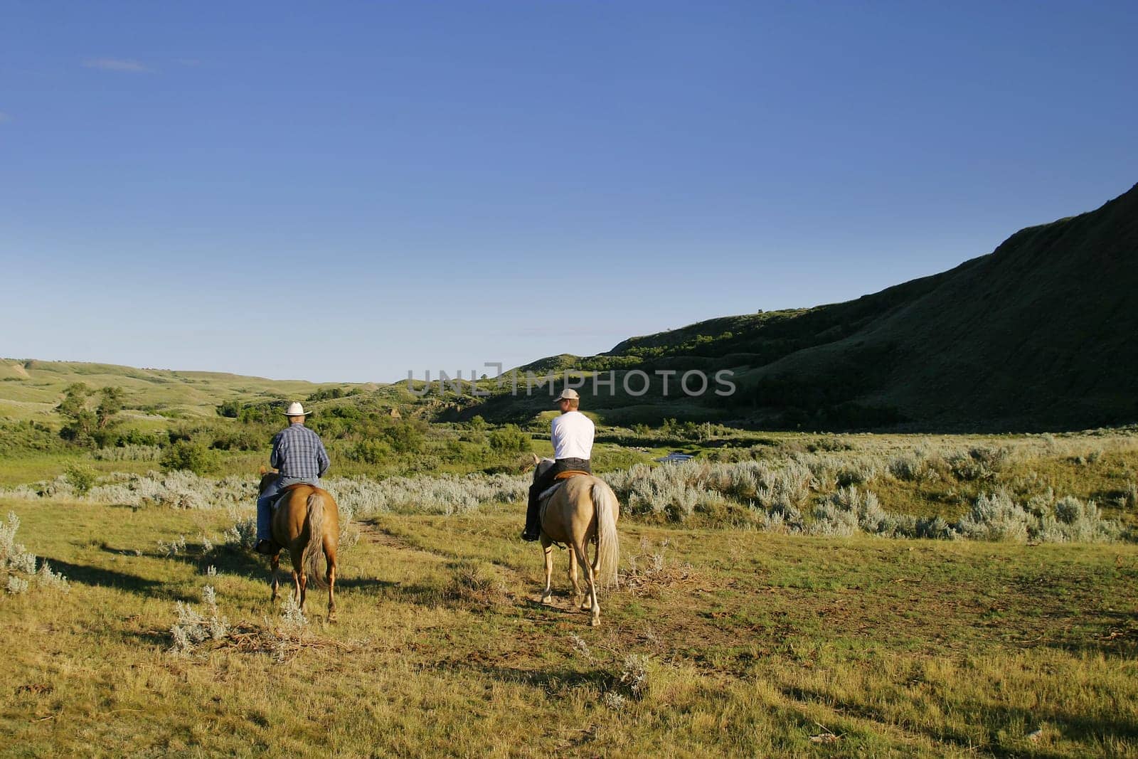 Cattle Round Up