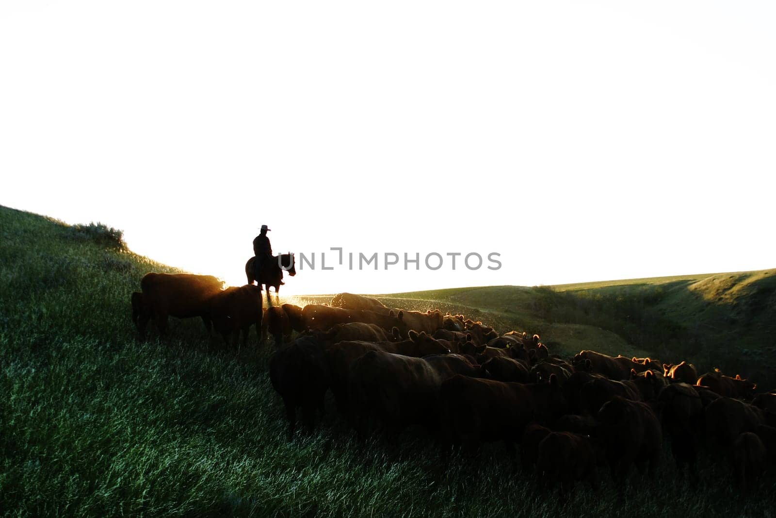 Cattle Round Up