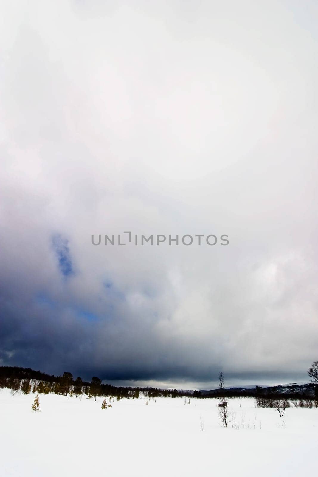 Winter Landscape
