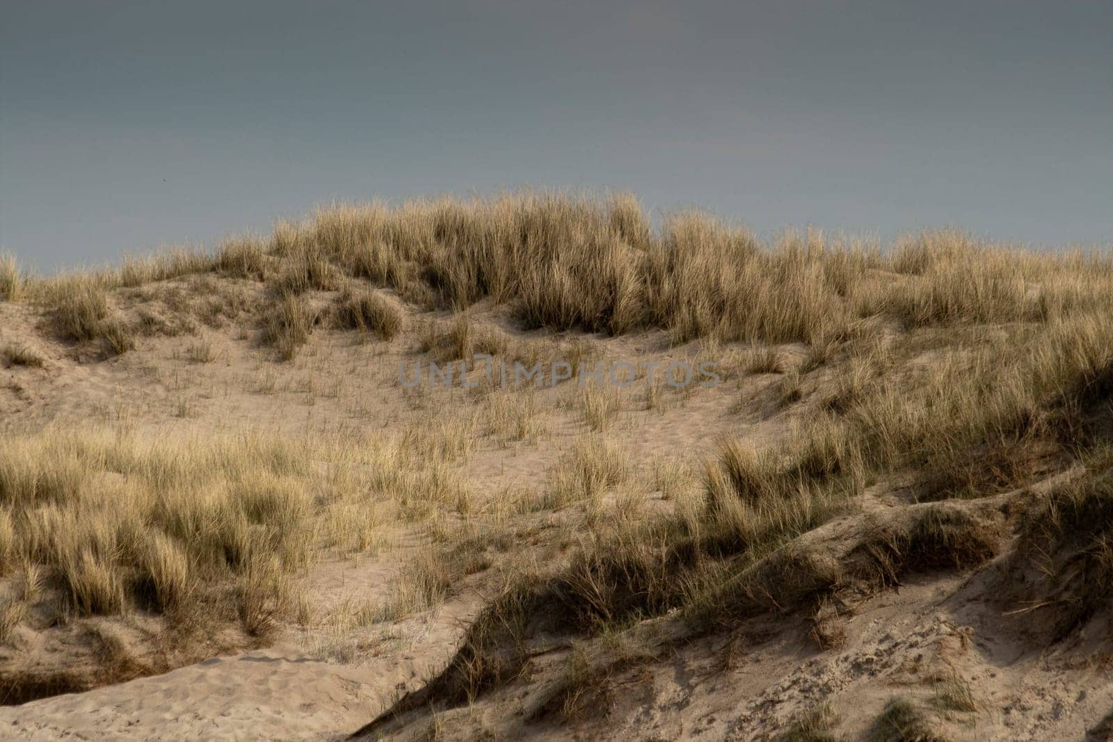 Dune