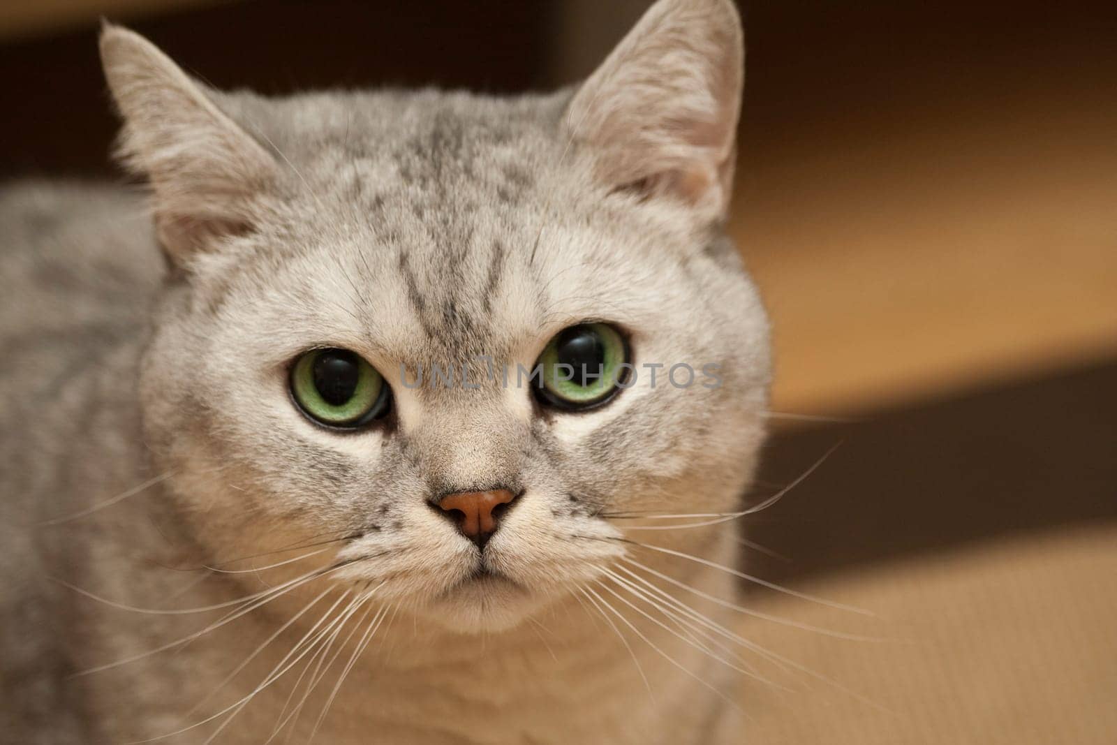 Cat Portrait