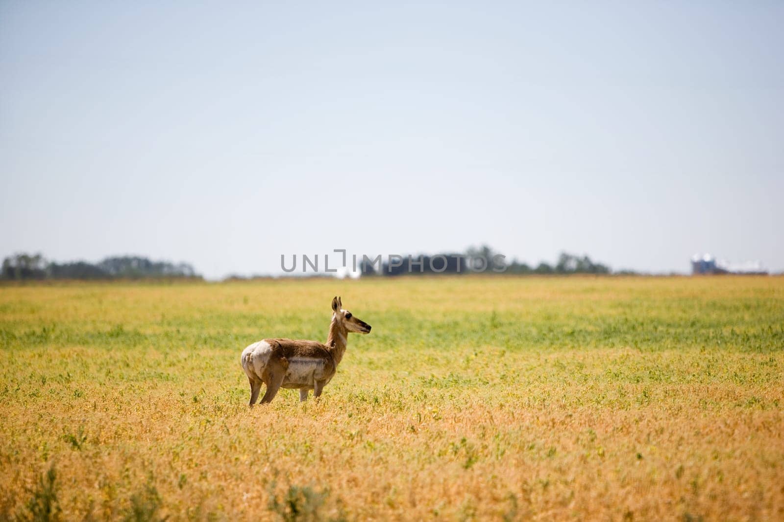 Prairie Antelope
