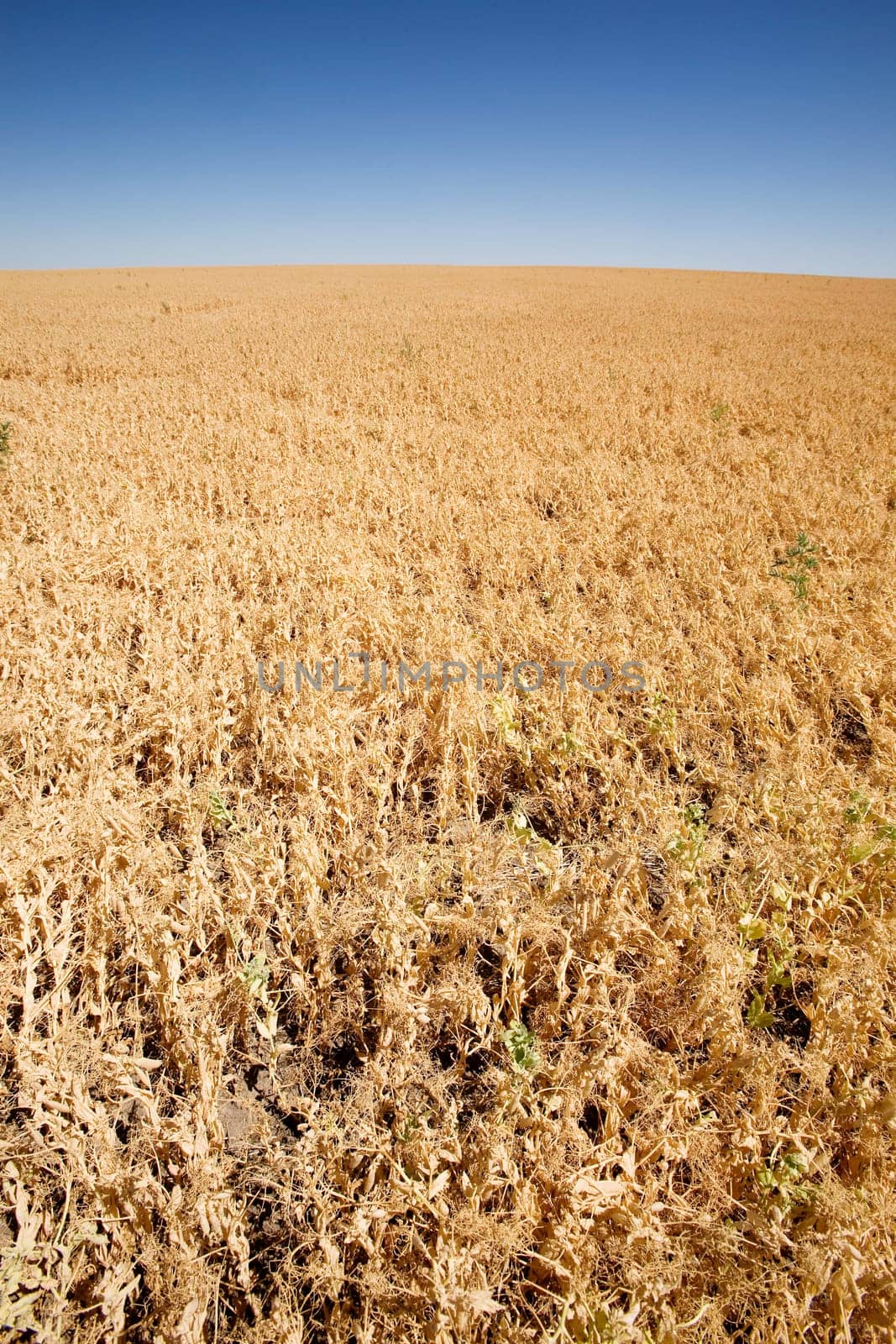 Pea Field