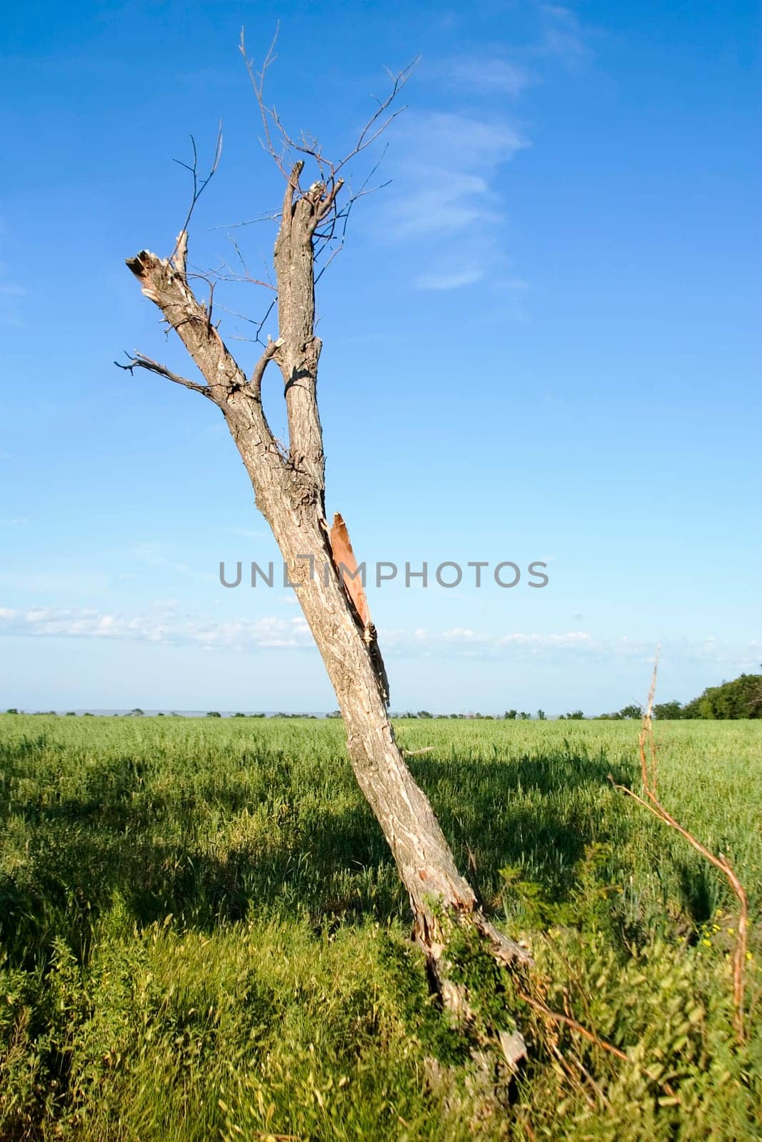 Dead Tree Landscape