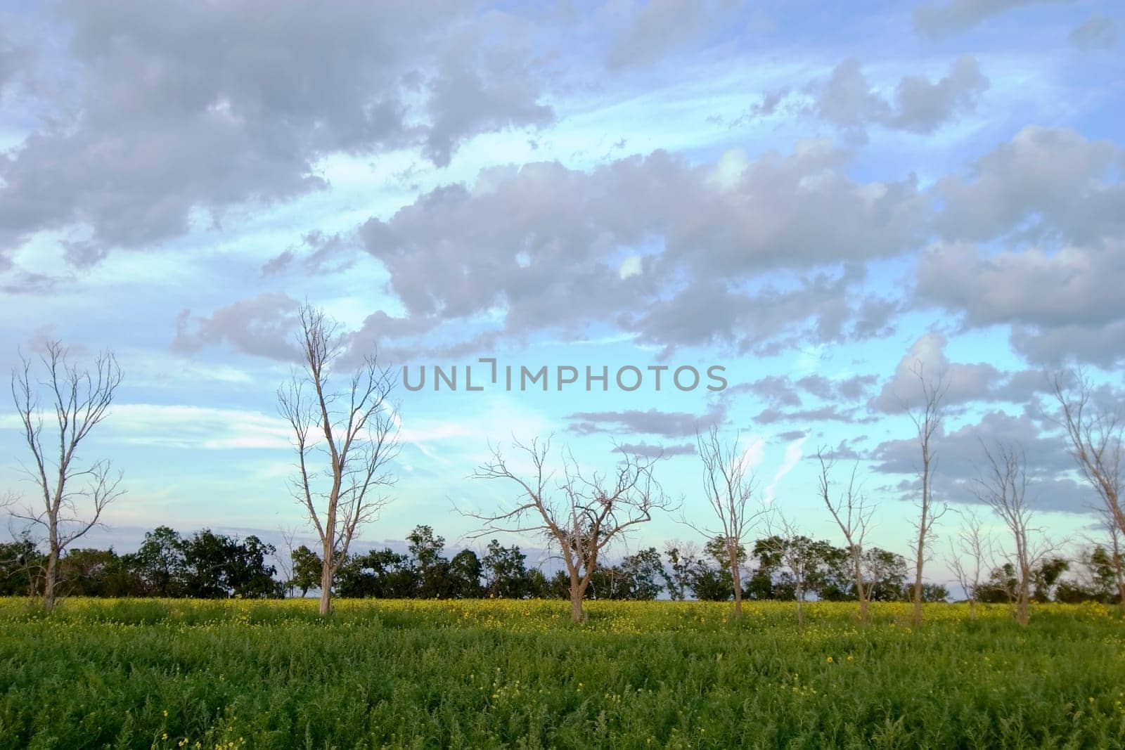 Dead Tree Landscape