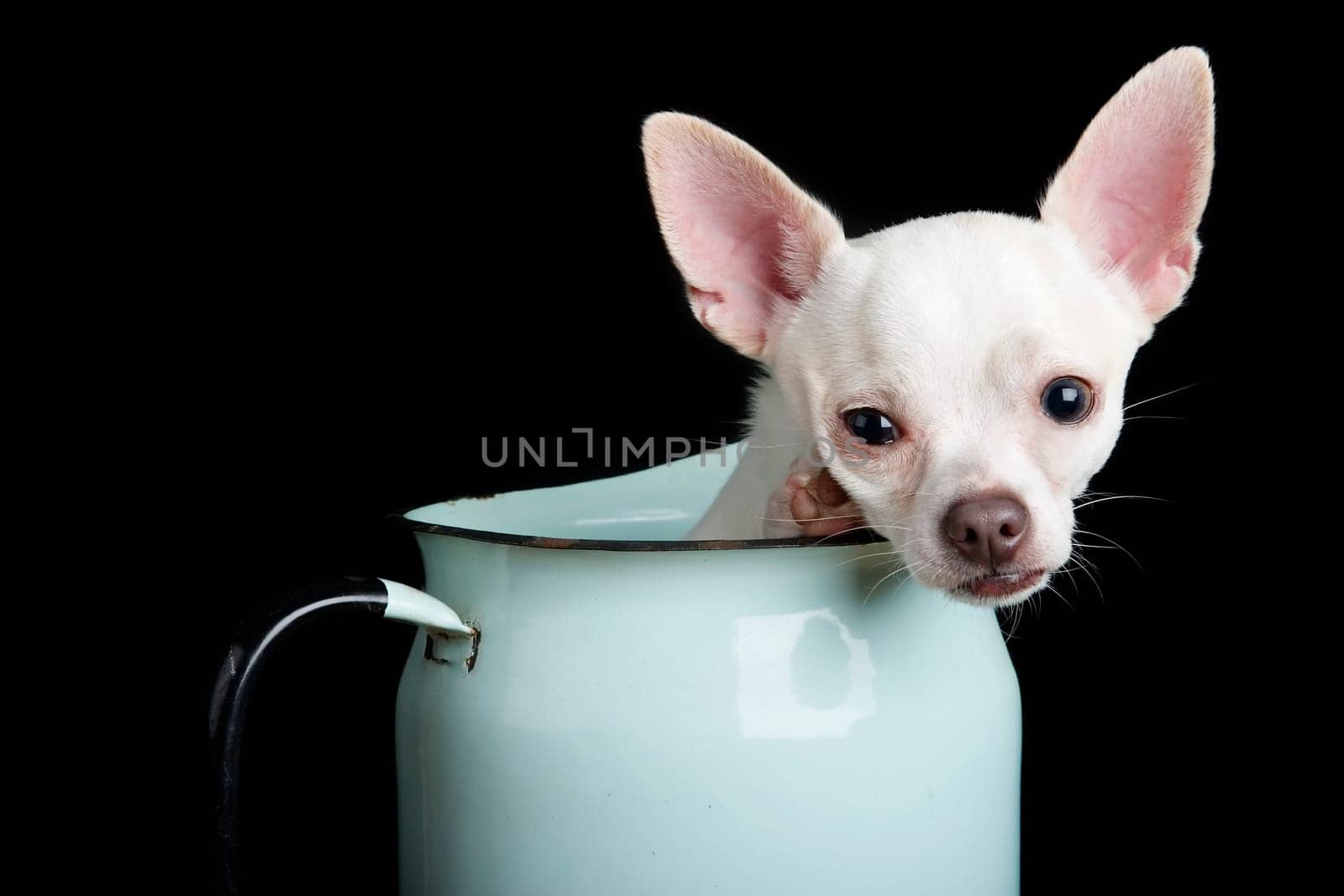 Chihuahua