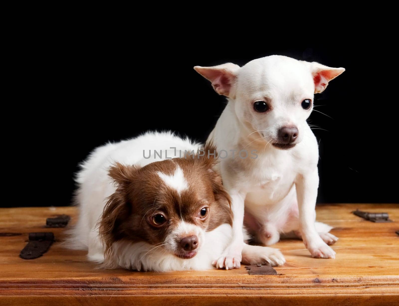 Cute Chihuahua Pair