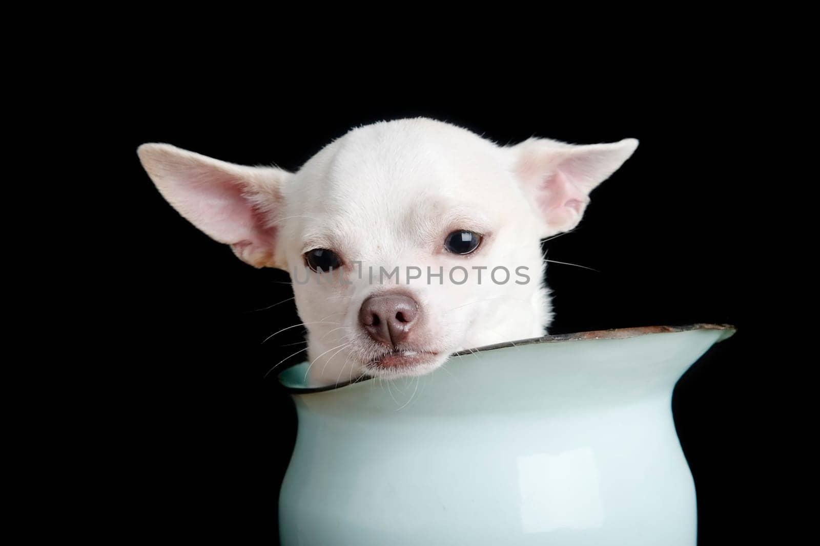 Sad Chiwawa