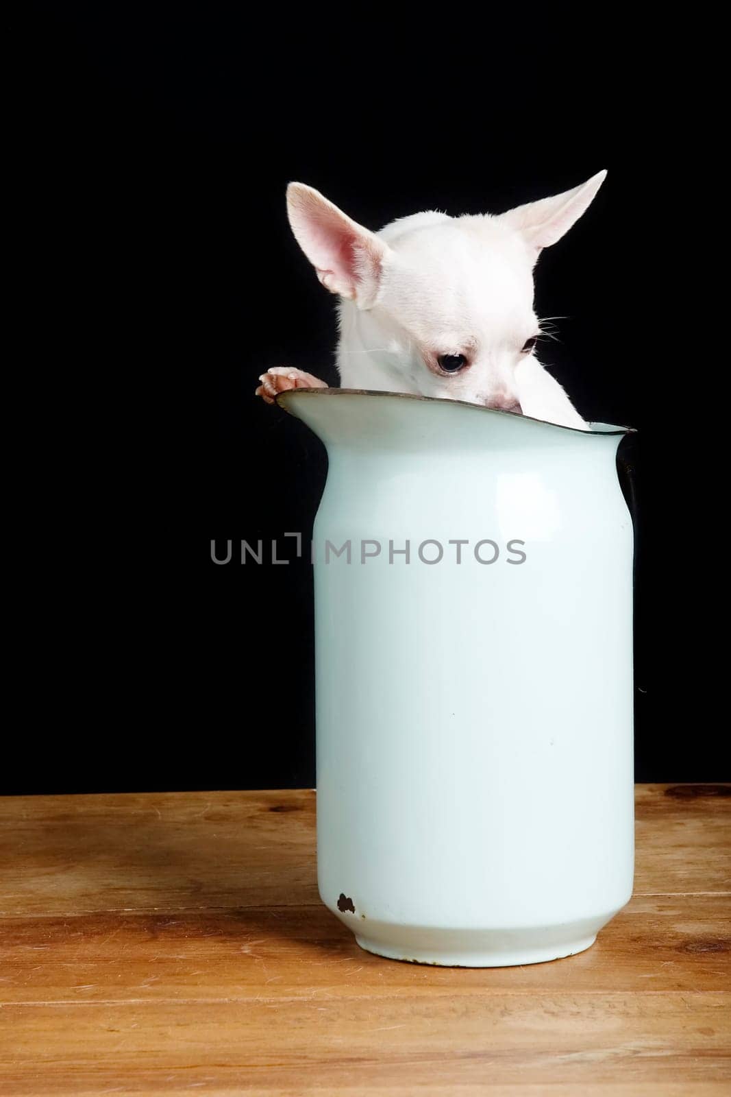 Shy Chihuahua