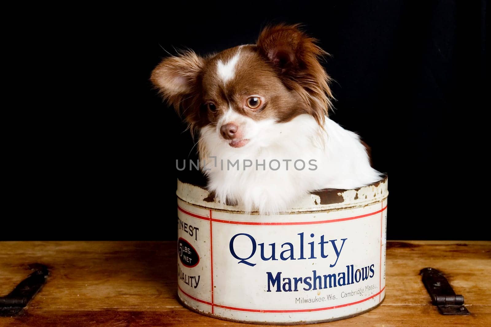 Chihuahua Marshmallows