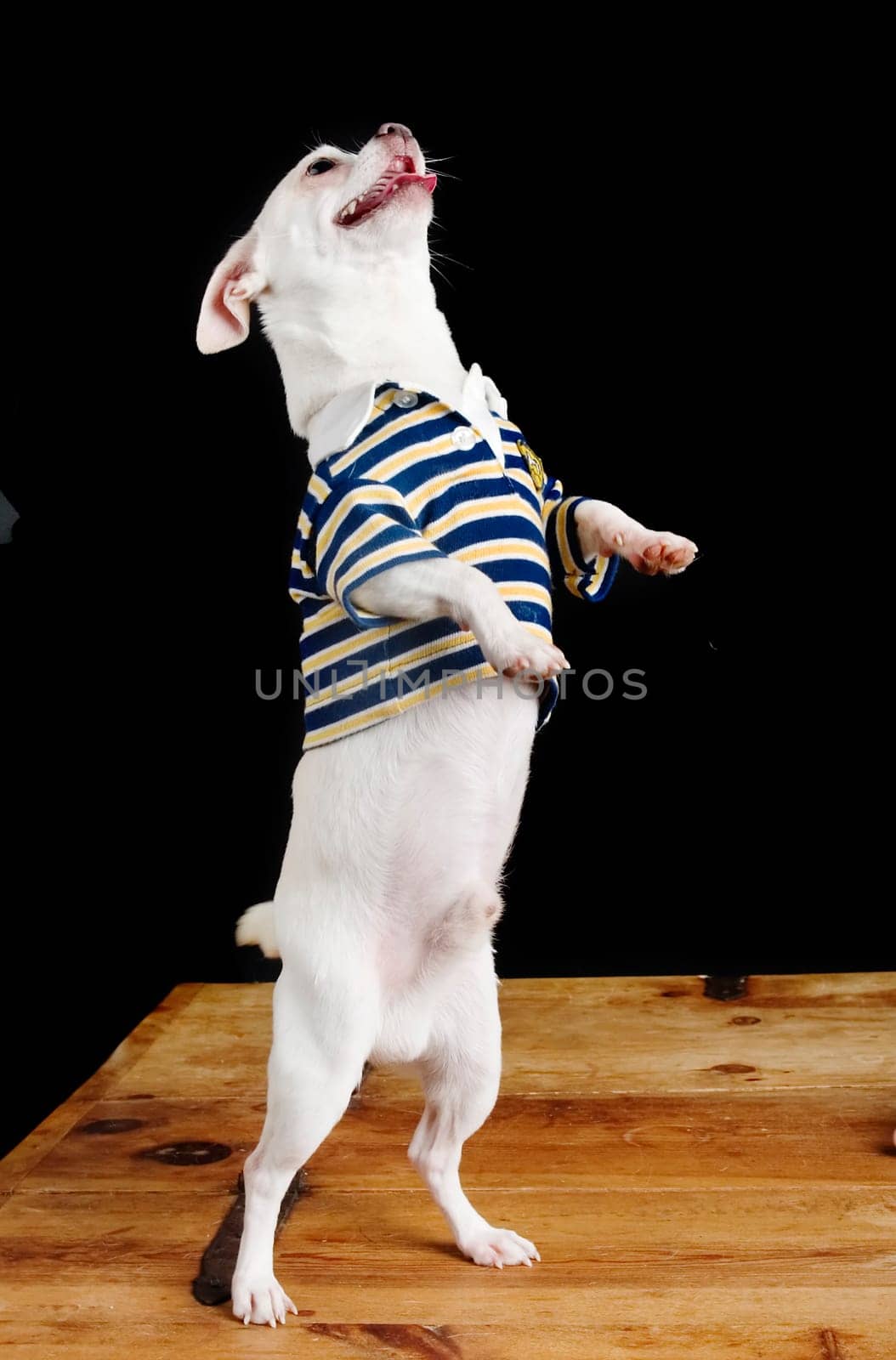 Trick Chihuahua