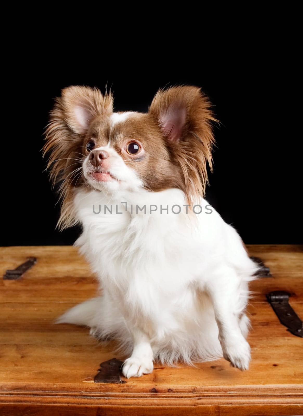 Chiwawa